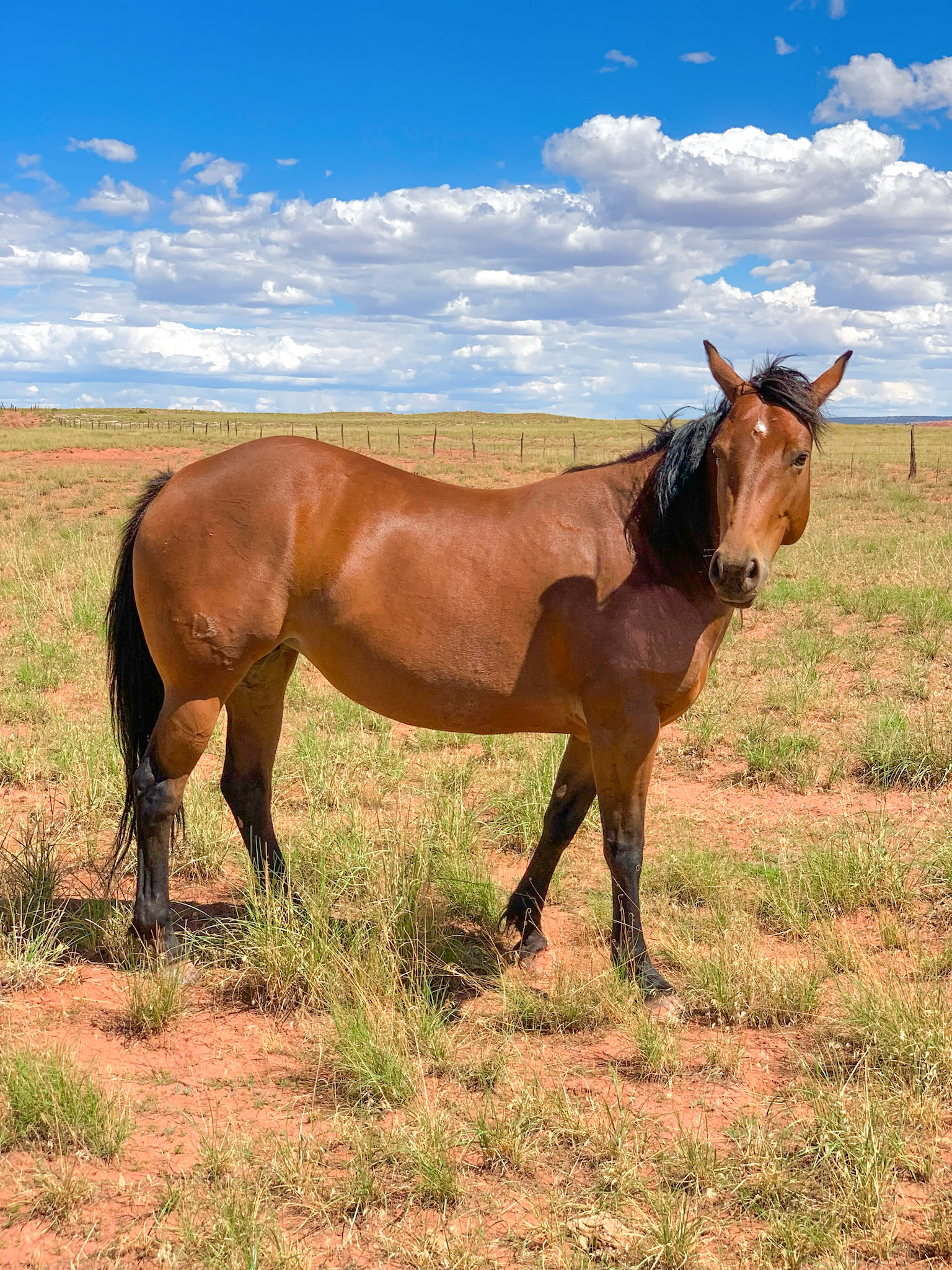 AQHA Bay Mare