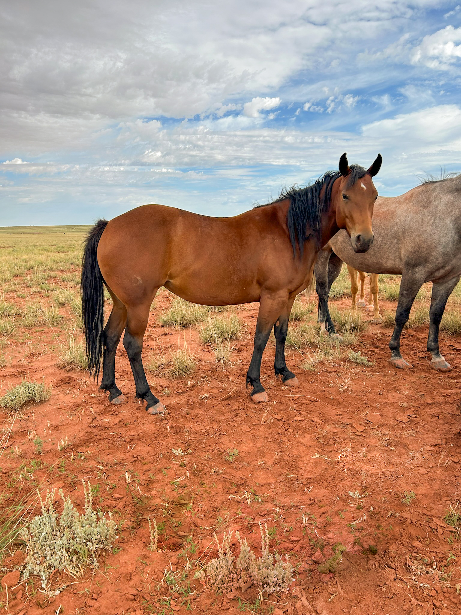 AQHA Bay Mare
