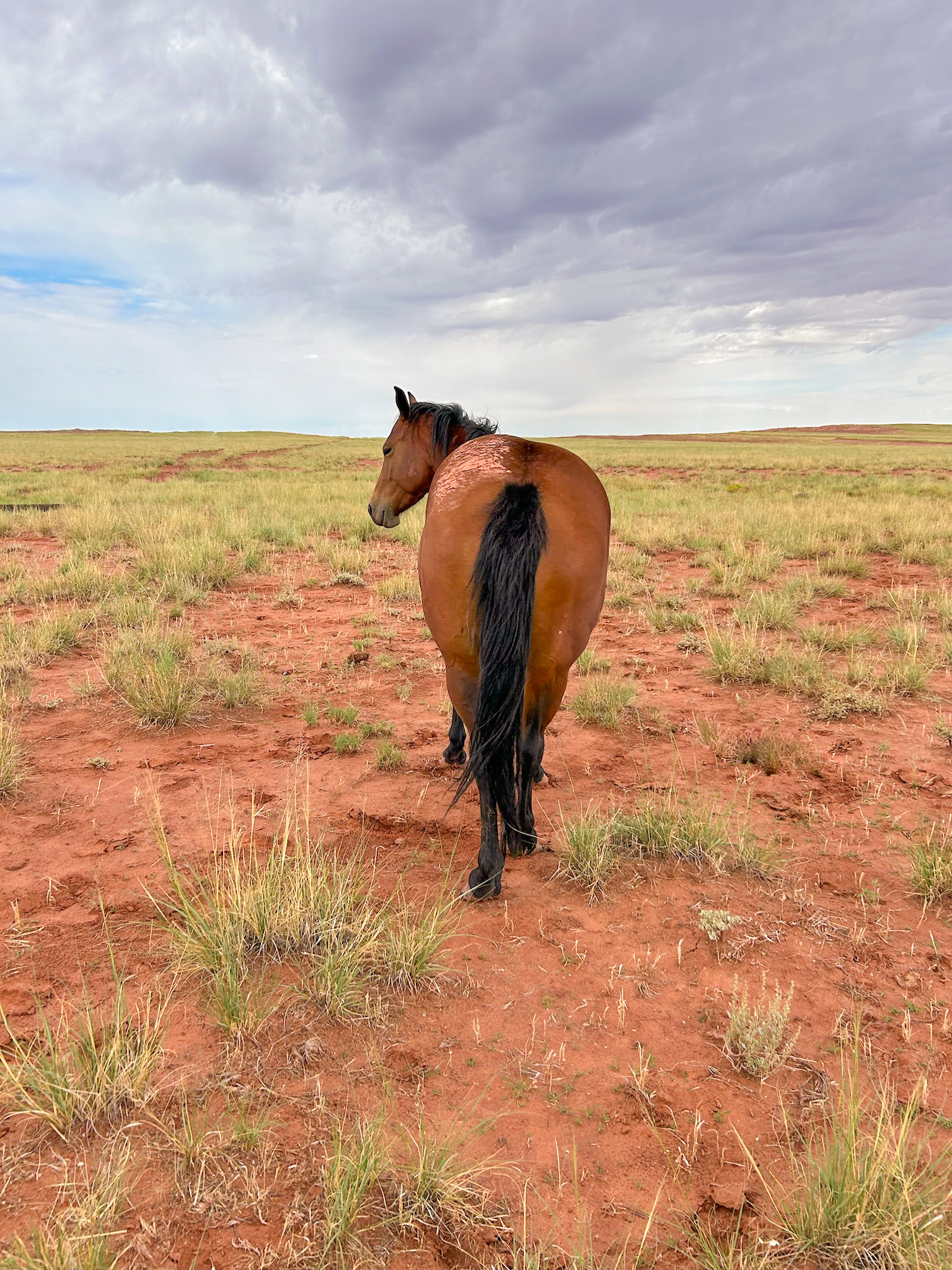 AQHA Bay Mare