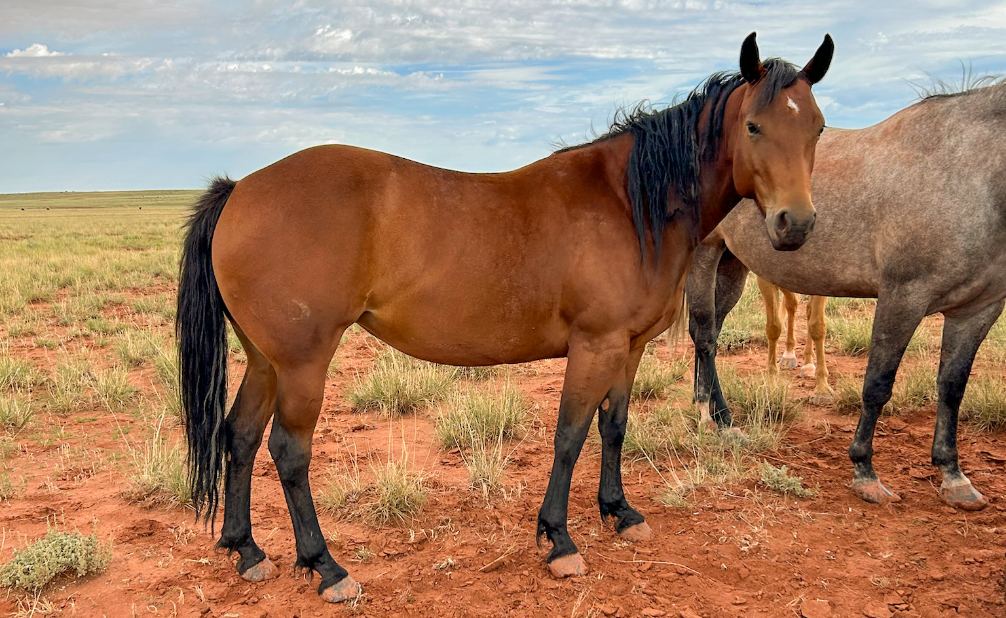 AQHA Bay Mare