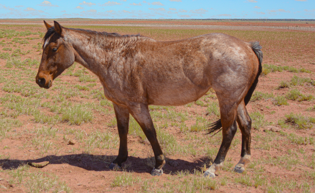 AQHA Bay Roan Mare