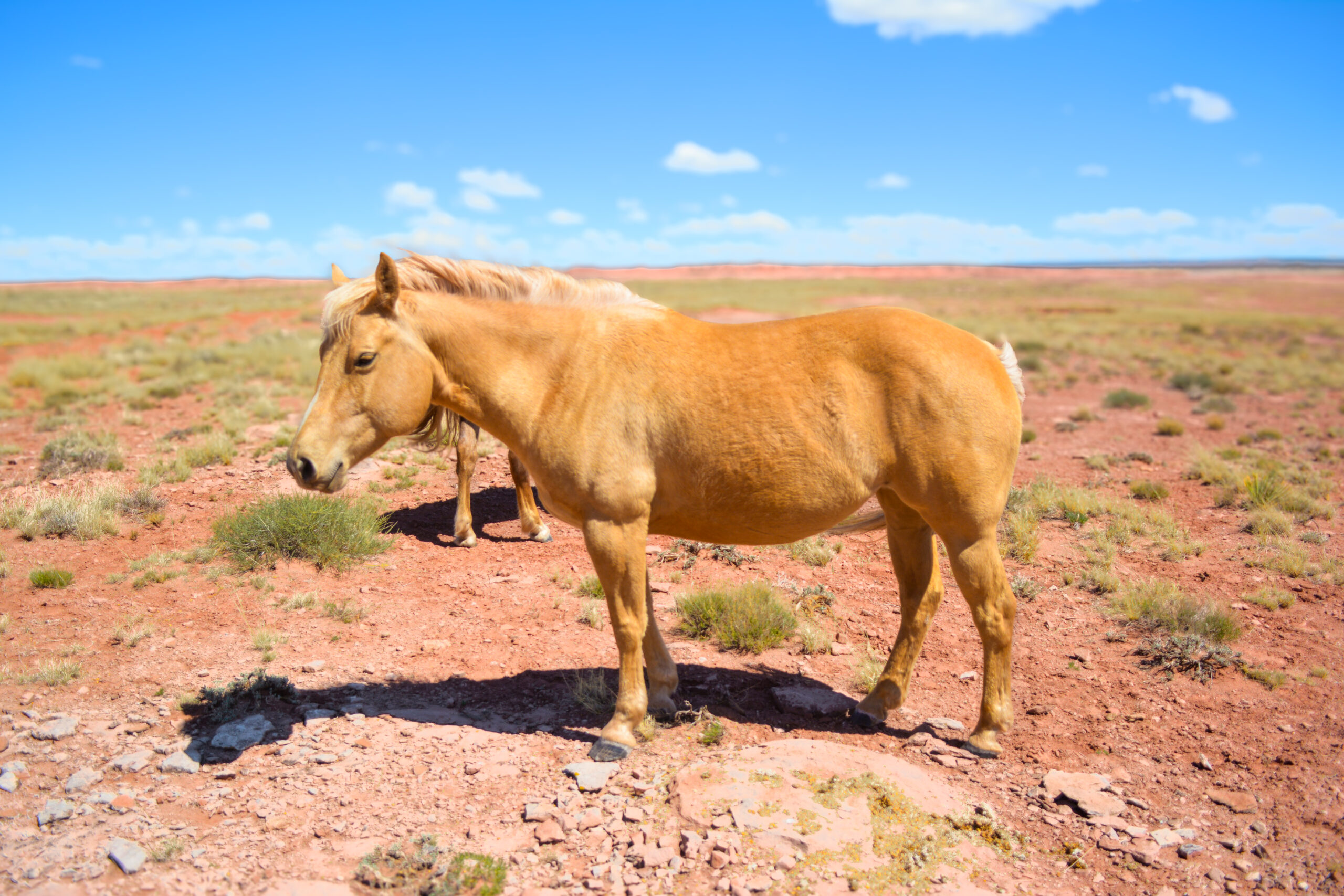 AQHA Palomino Mare