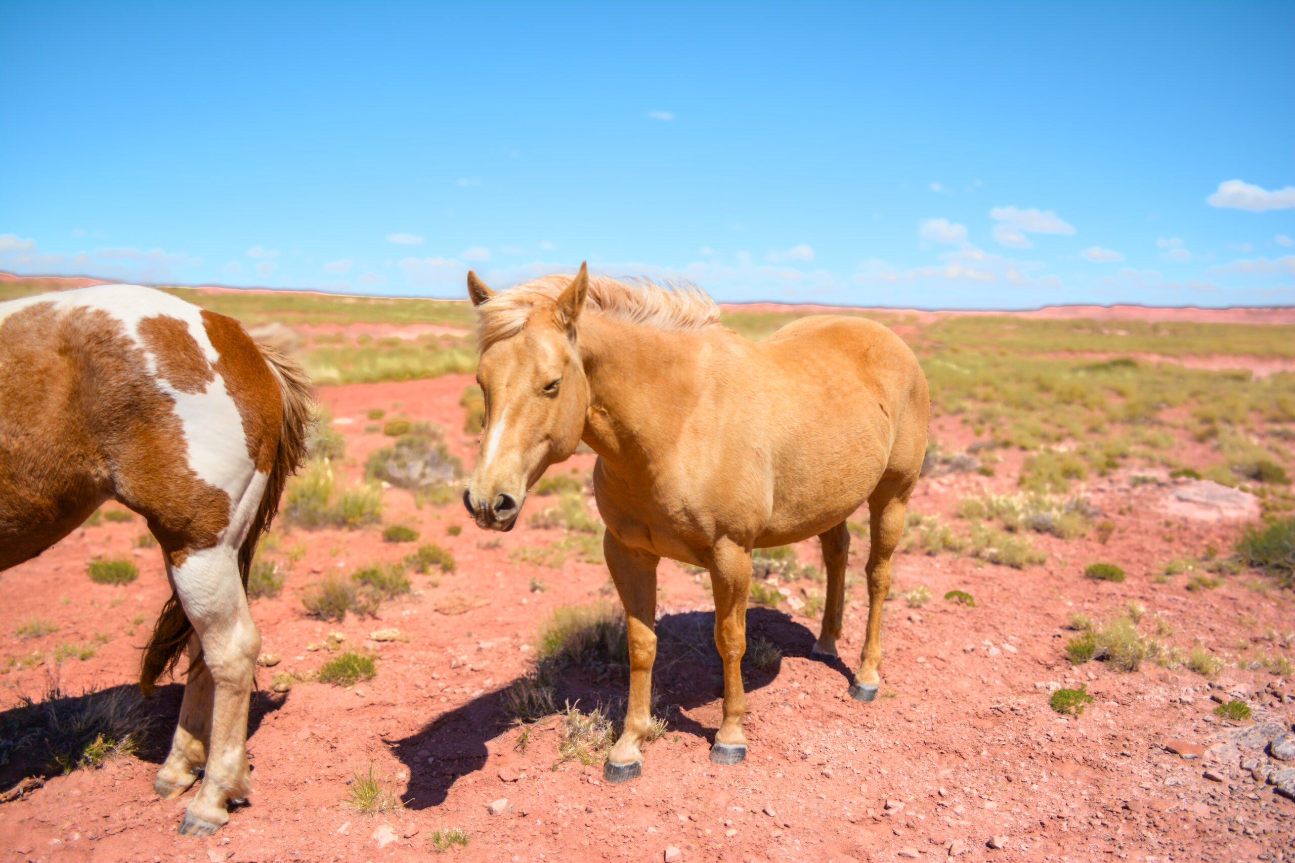 AQHA Palomino Mare