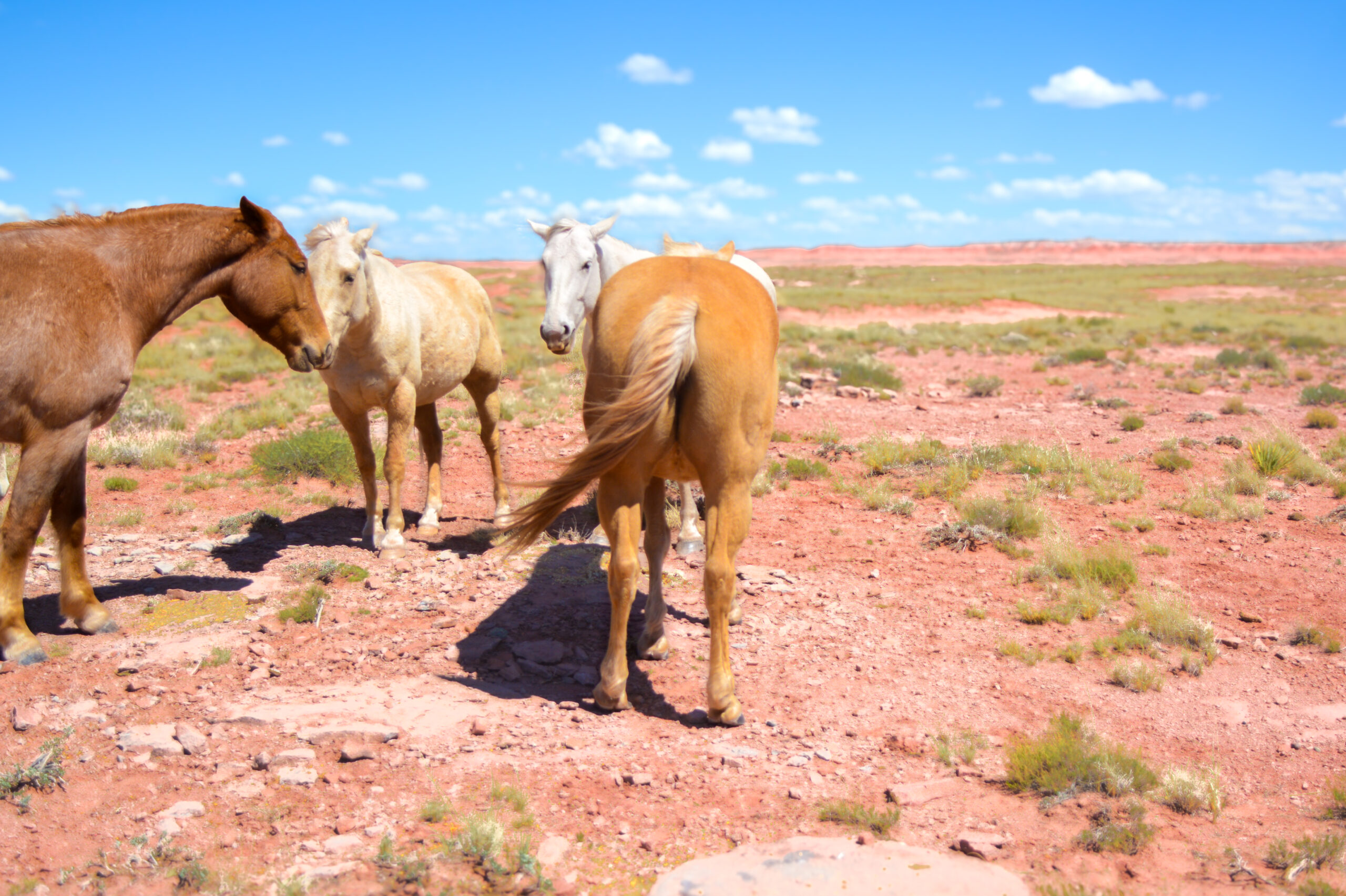 AQHA Palomino Mare