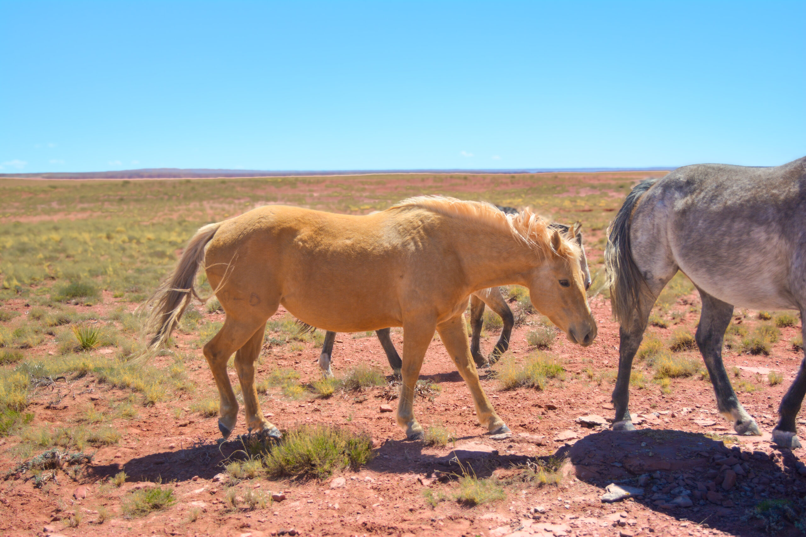 AQHA Palomino Mare
