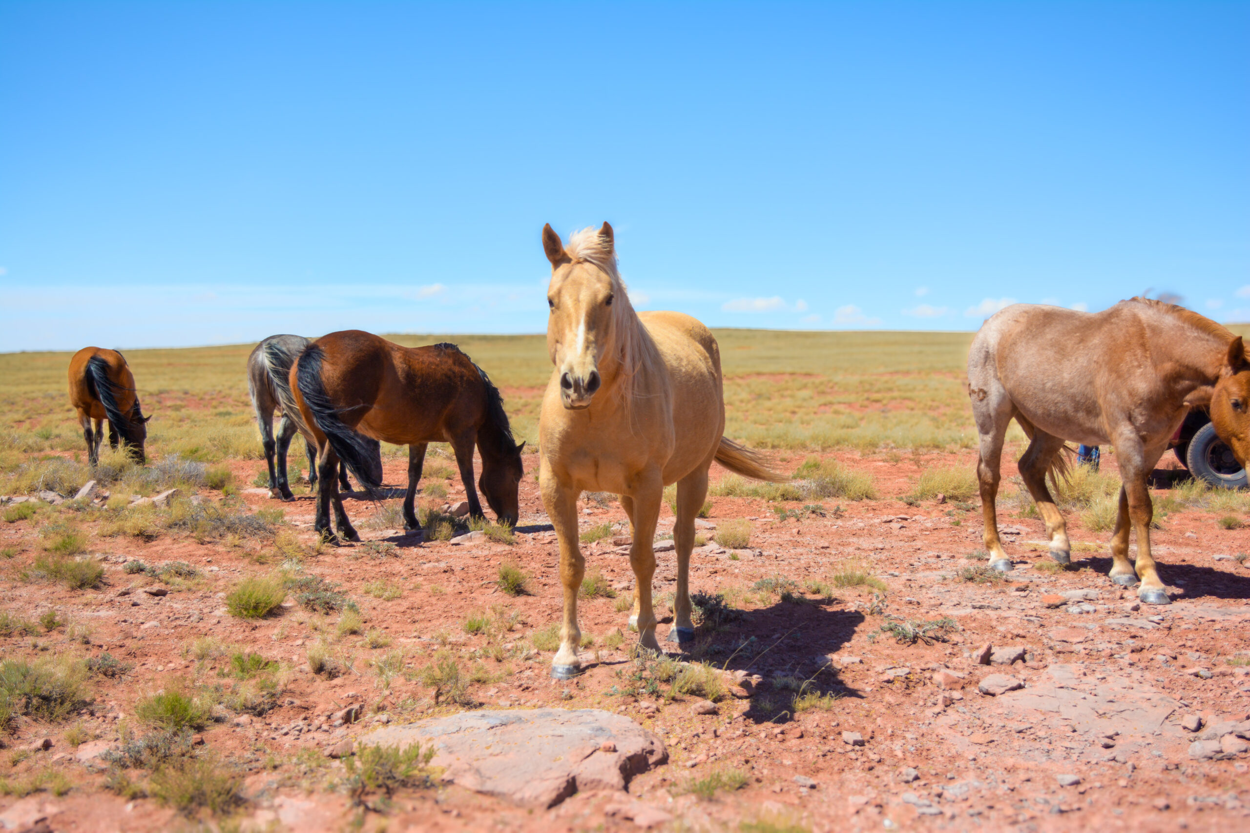 AQHA Palomino Mare