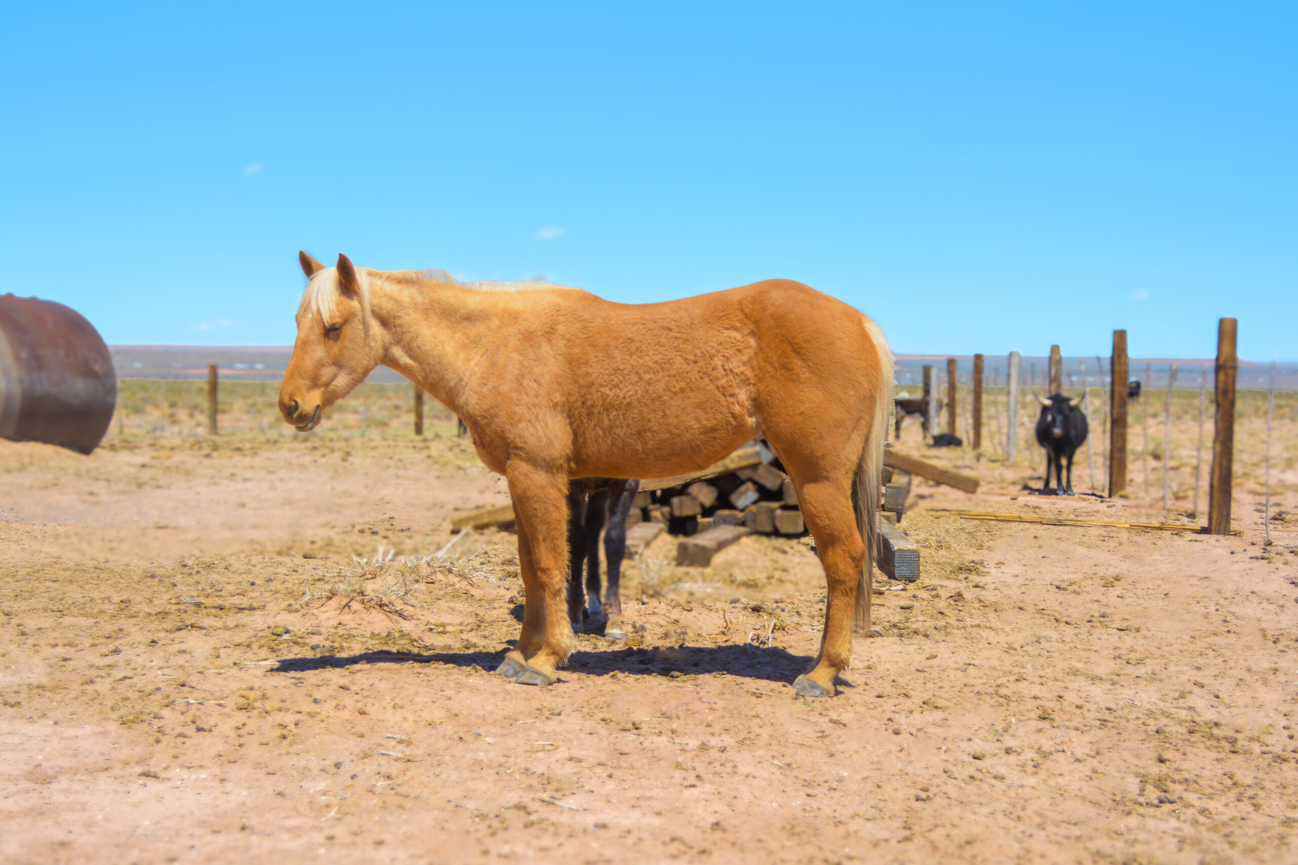 AQHA Palomino Mare