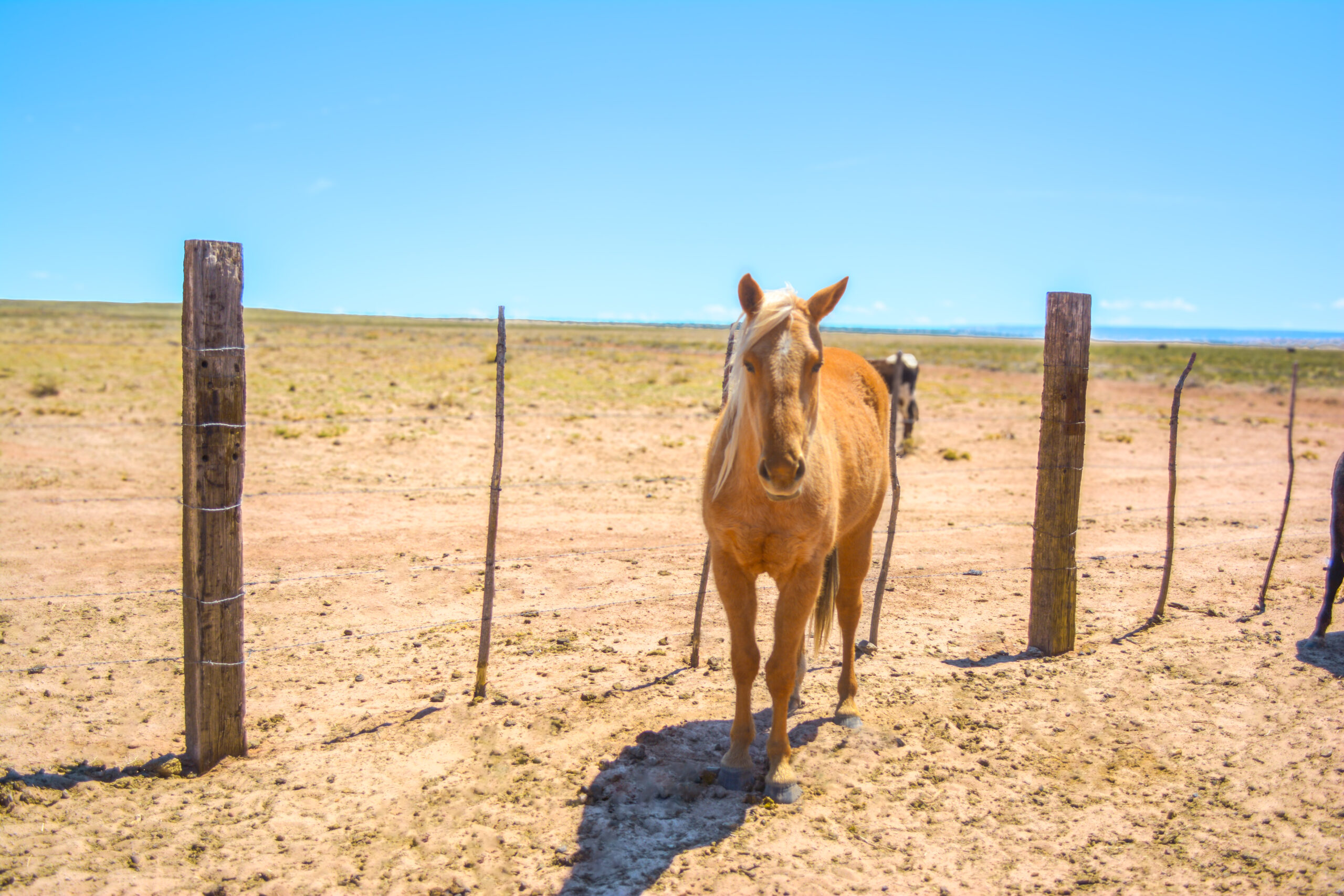 AQHA Palomino Mare