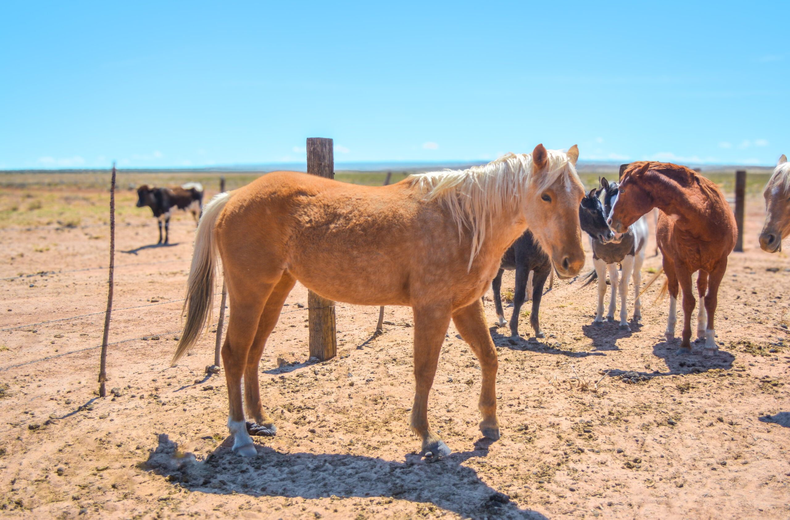 AQHA Palomino Mare