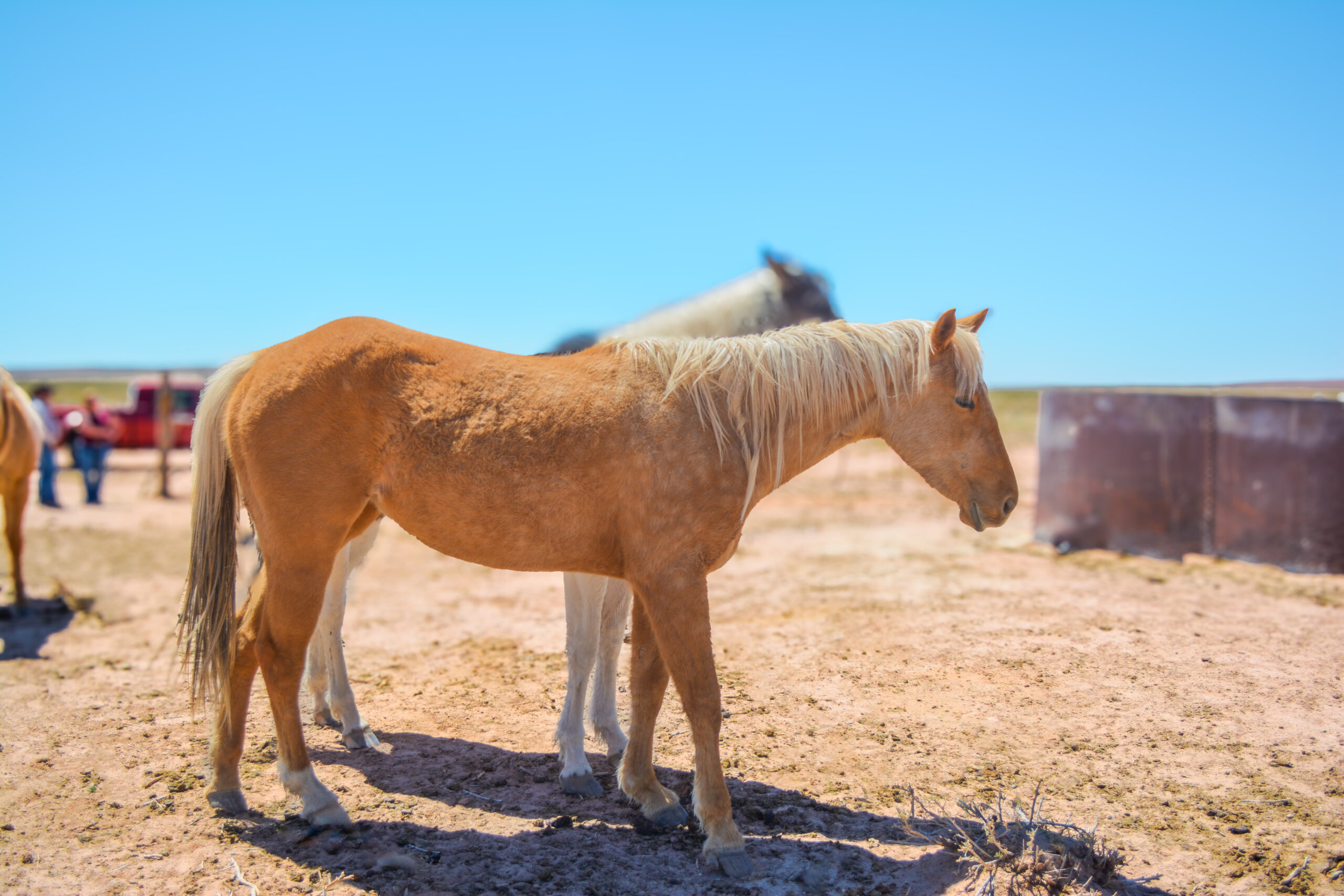 AQHA Palomino Mare