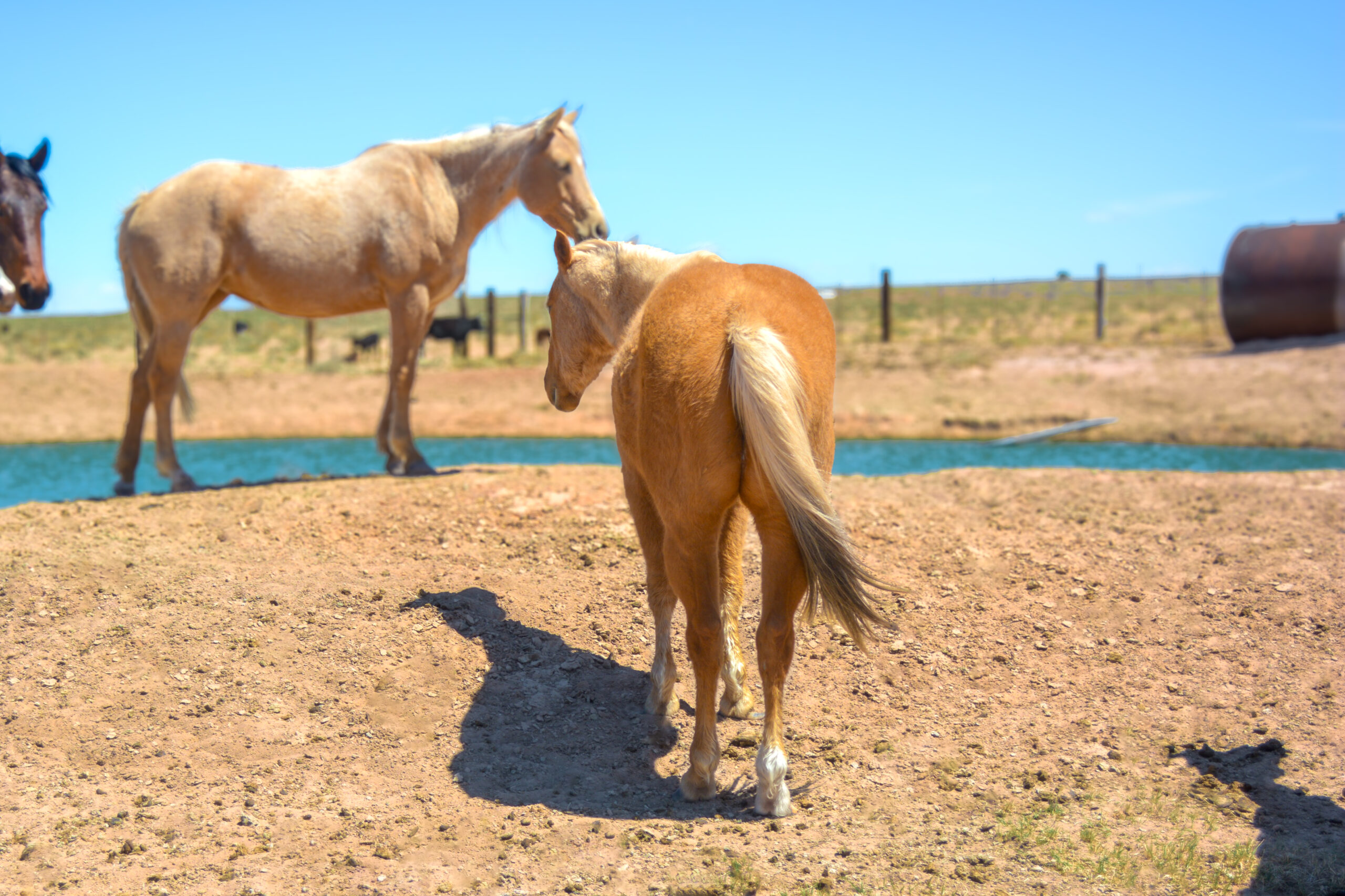 AQHA Palomino Mare