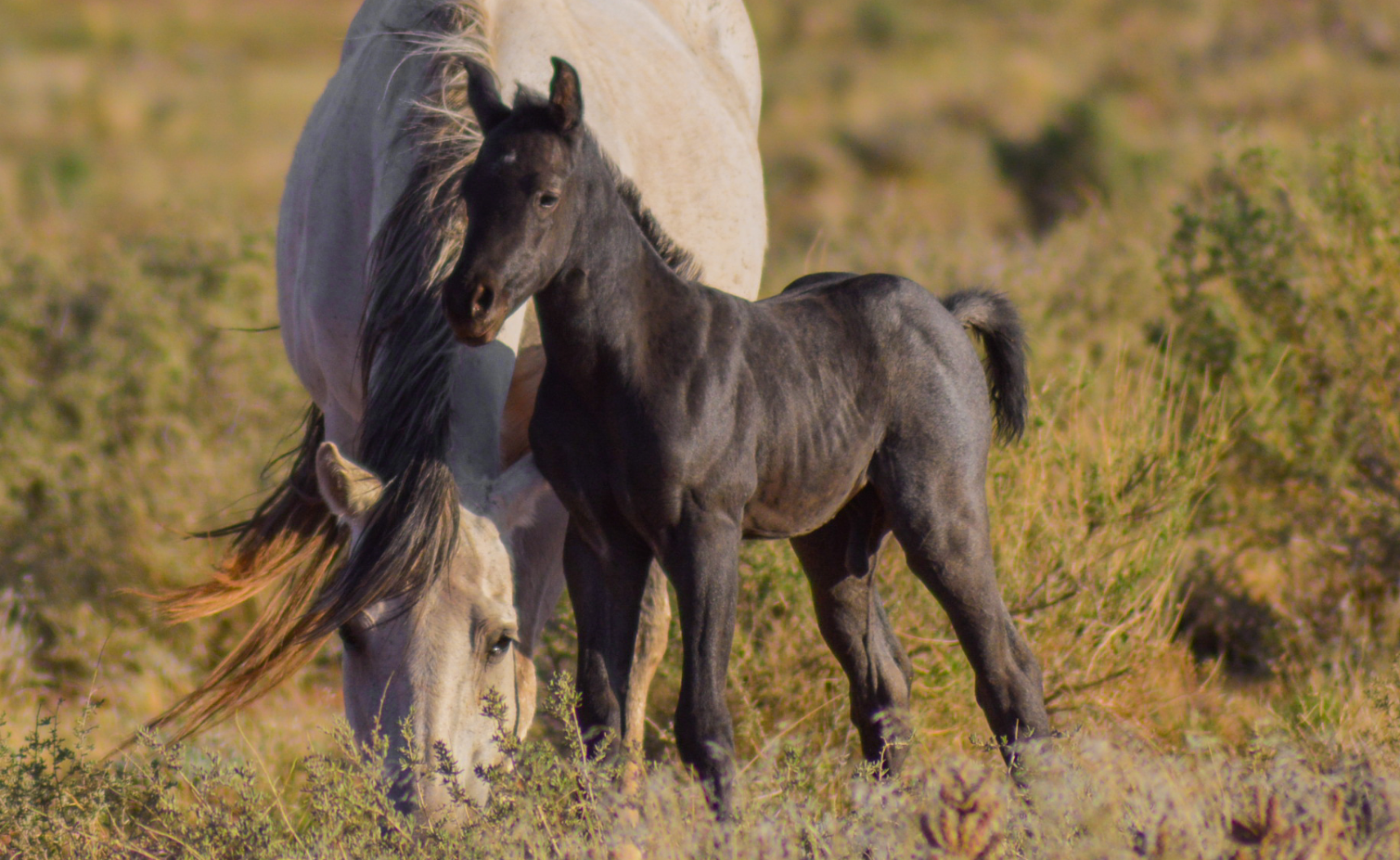 AQHA Blue Roan colt