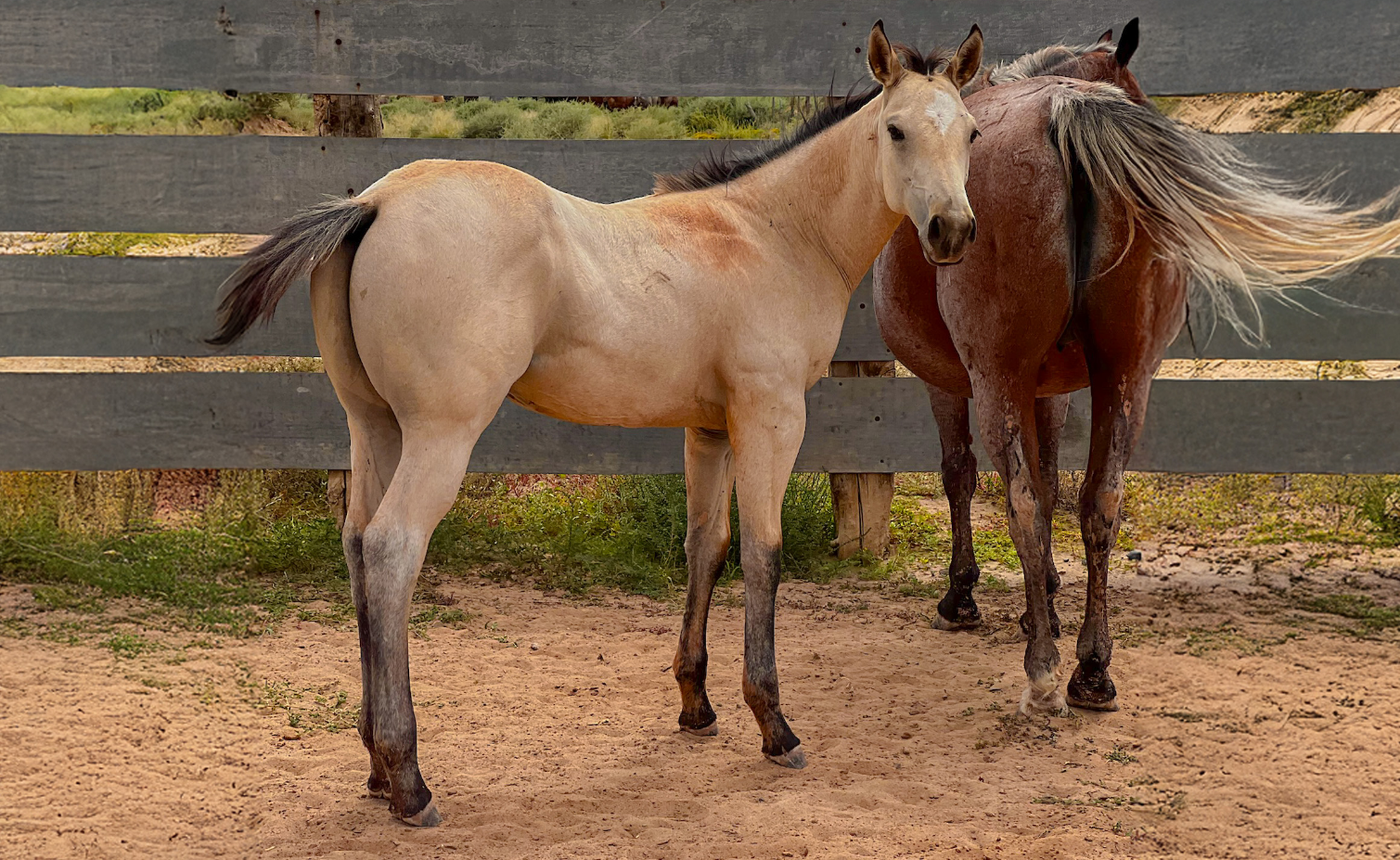 AQHA Buckskin Colt