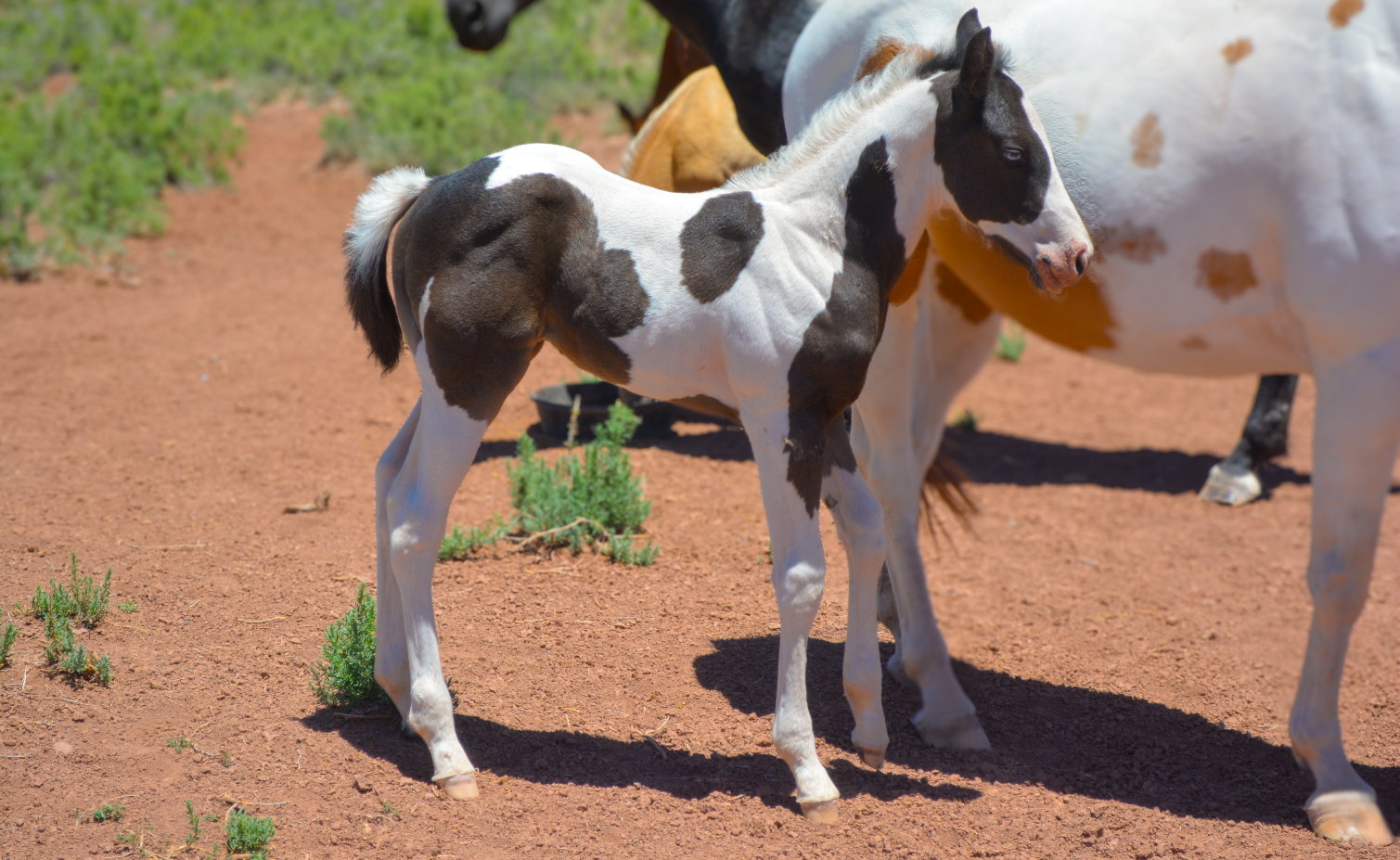 24 Sophia x Oso Colt-GS