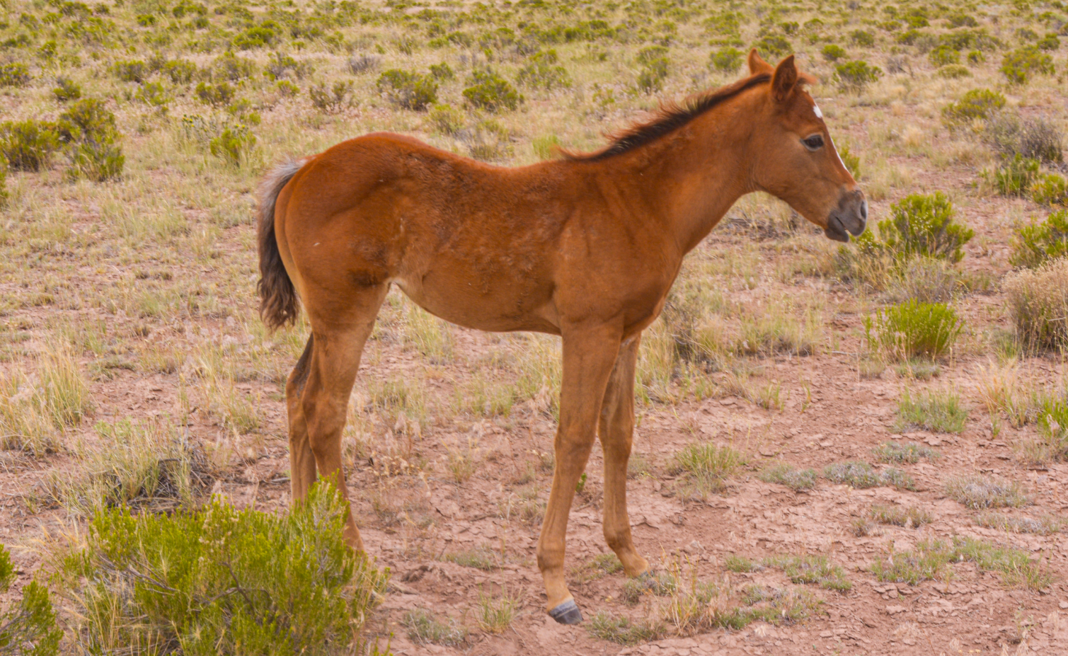 AQHA Chestnut Gray Filly