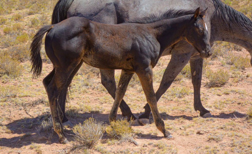 AQHA Brown Filly