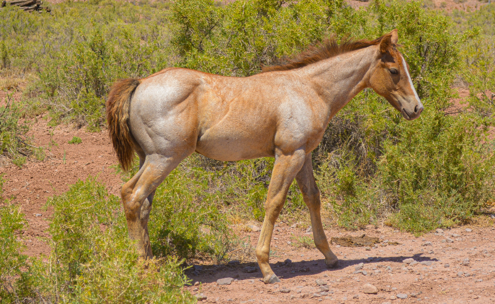AQHA Strawberry Roan Filly