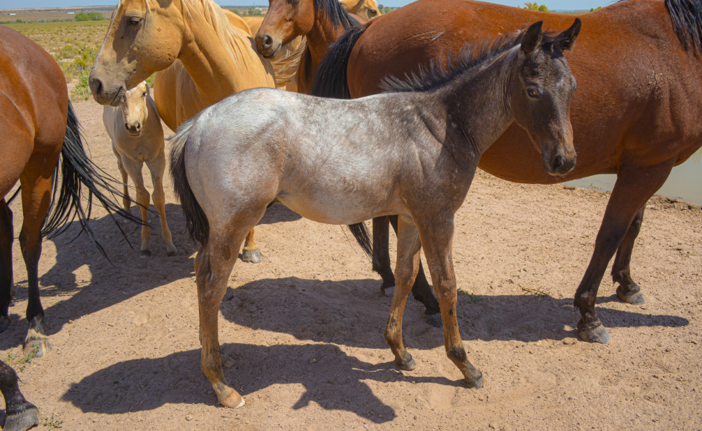25 Bay Jay x Absolute colt glamour shot (2)