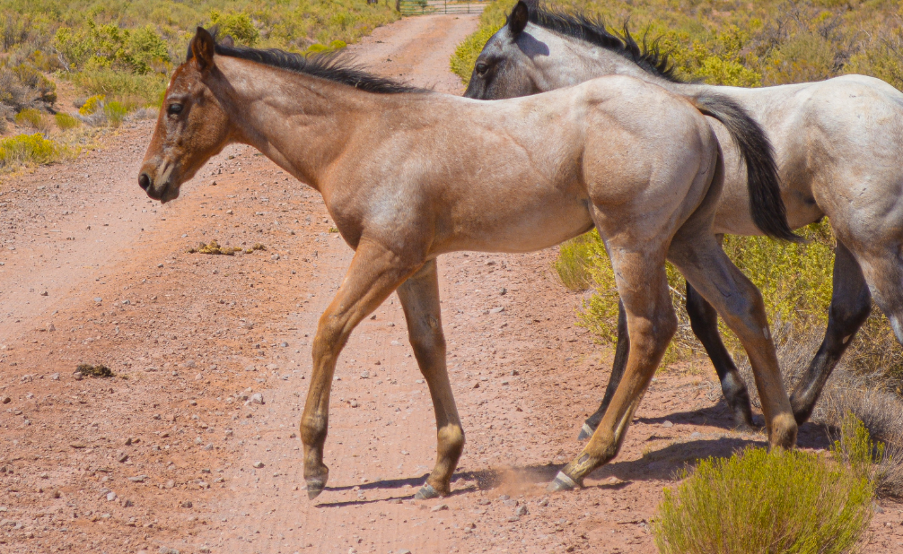 Part Draft Bay Roan Filly