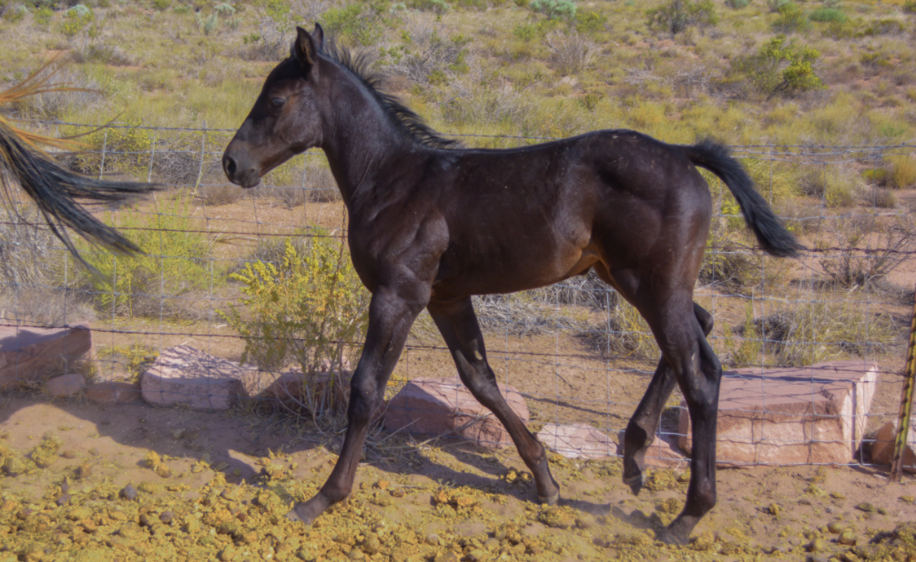 APHA Black Filly