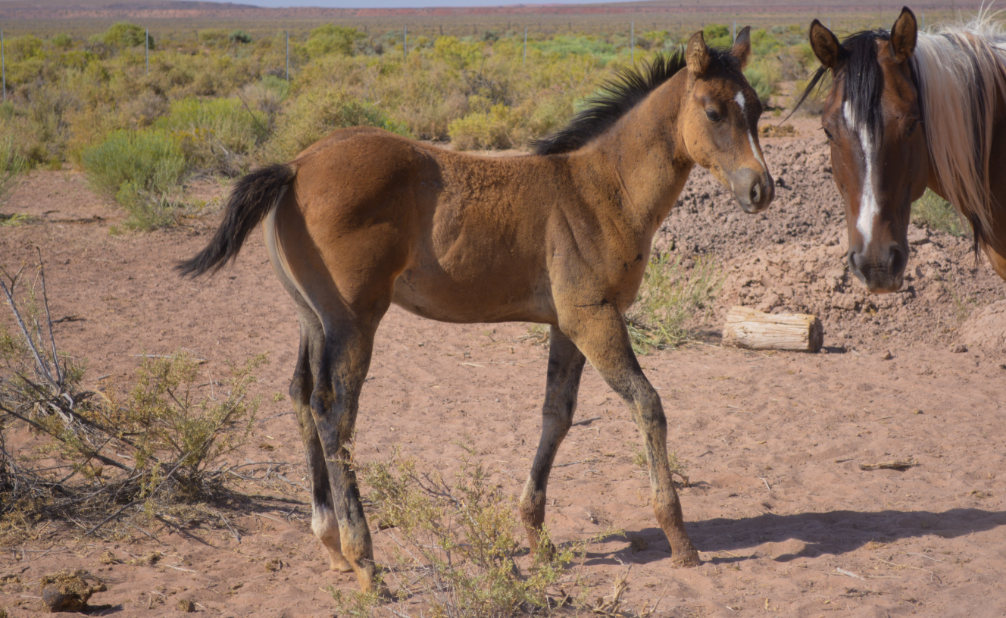 APHA Dun Colt