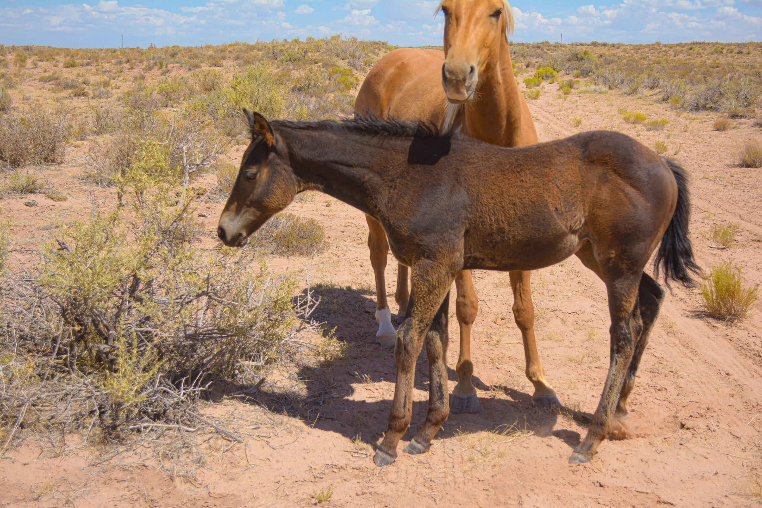 25 Ginger x Agave filly-5