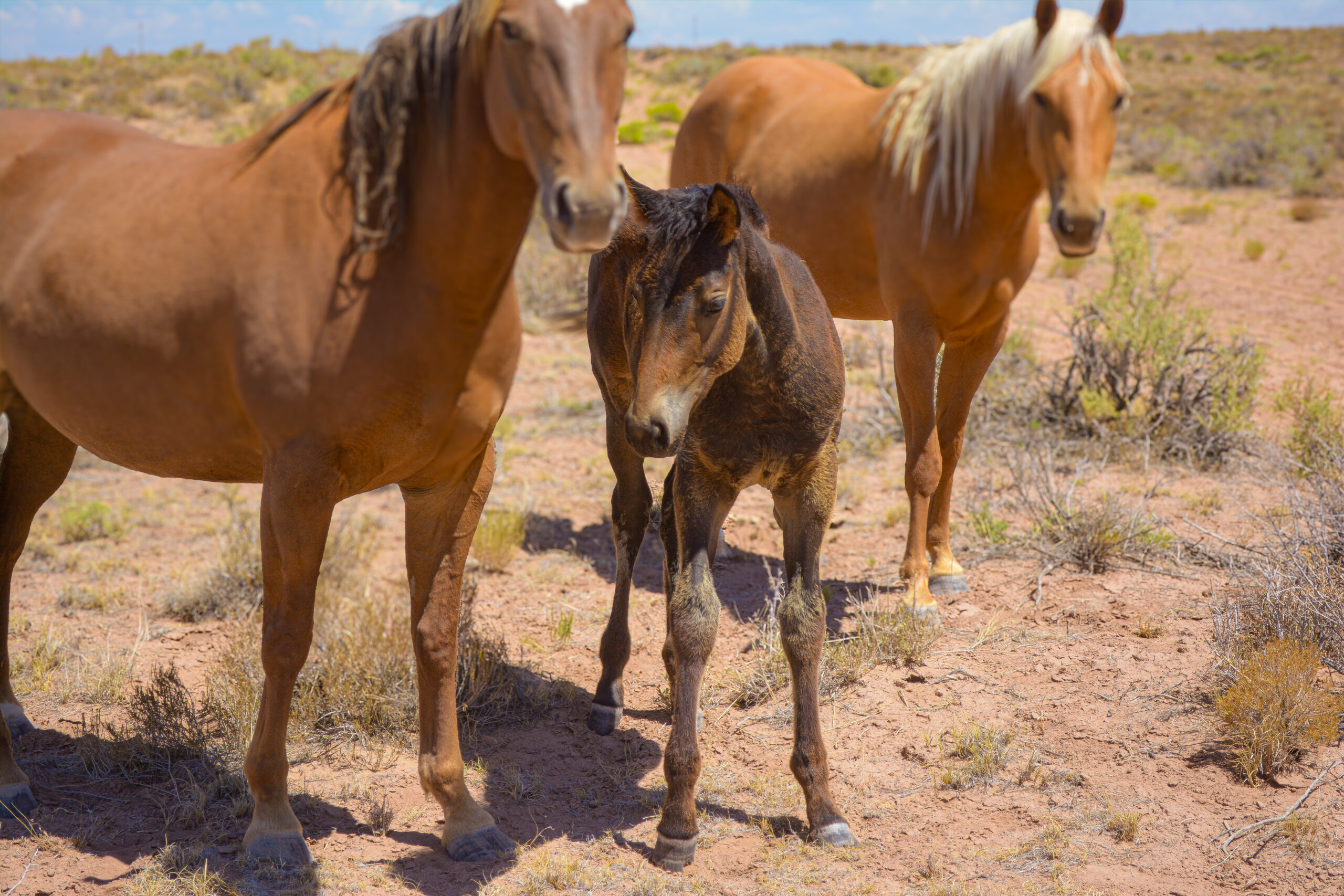 25 Ginger x Agave filly-6