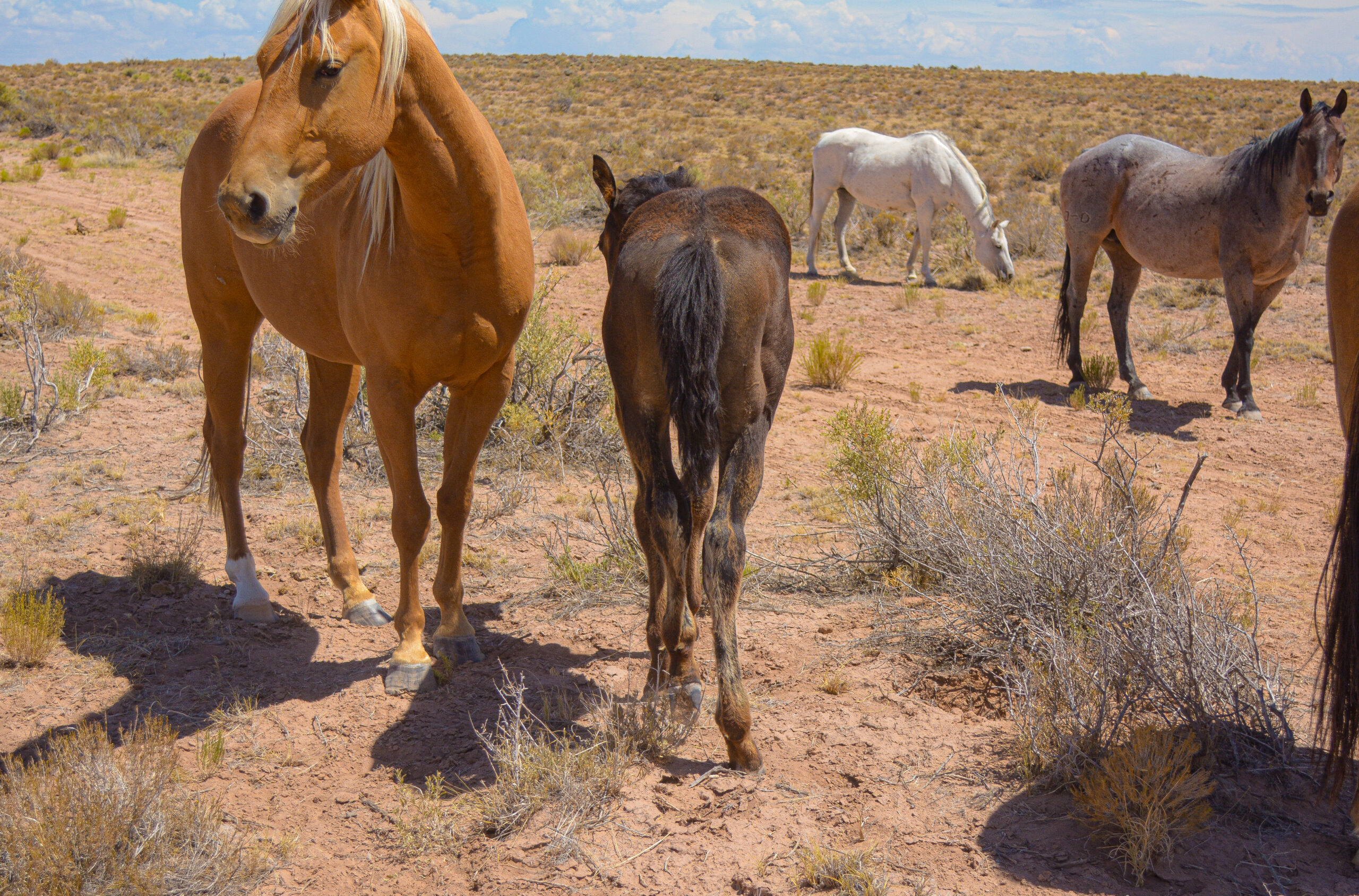 25 Ginger x Agave filly-7