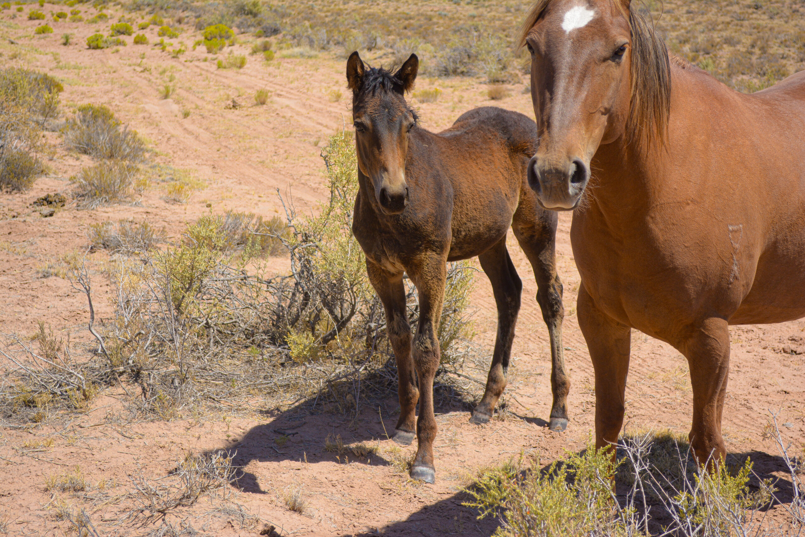 25 Ginger x Agave filly-8