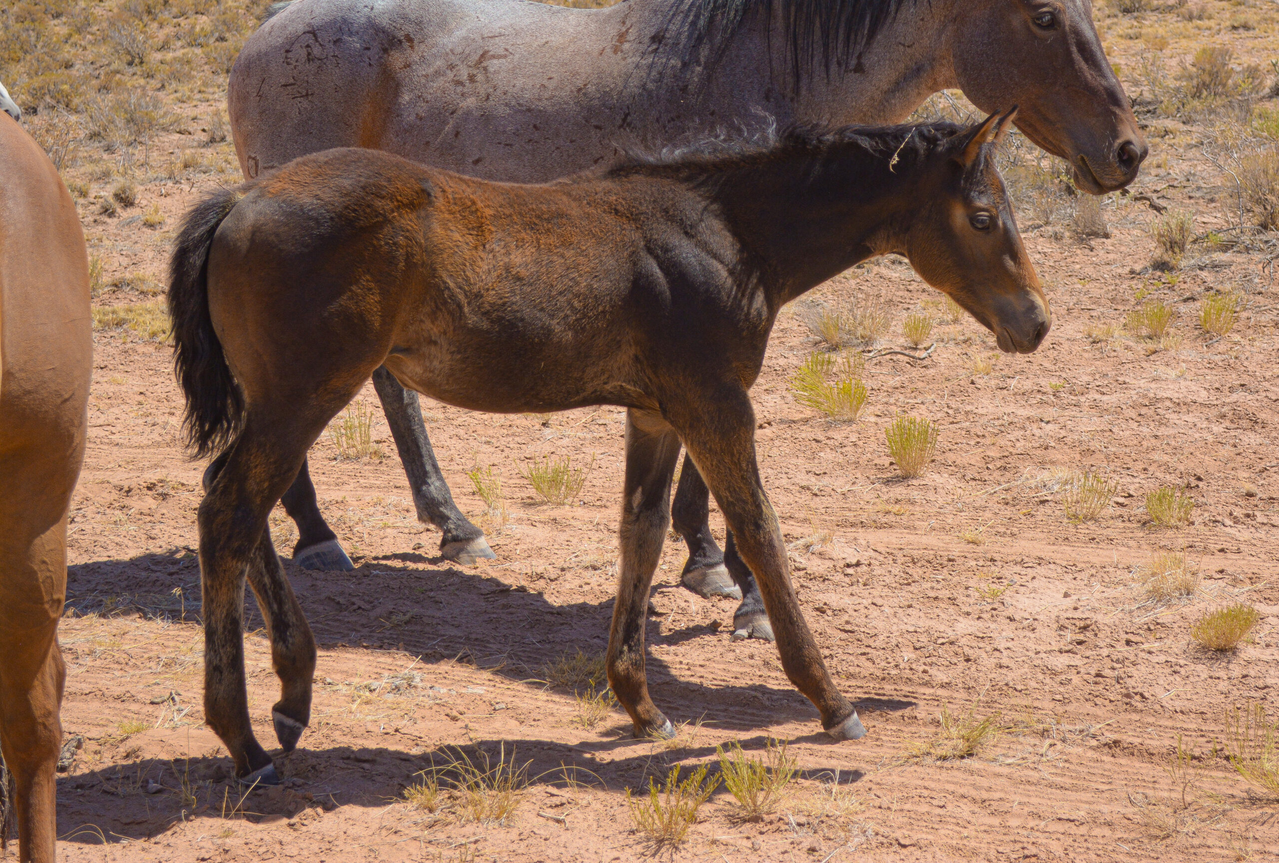 25 Ginger x Agave filly-9