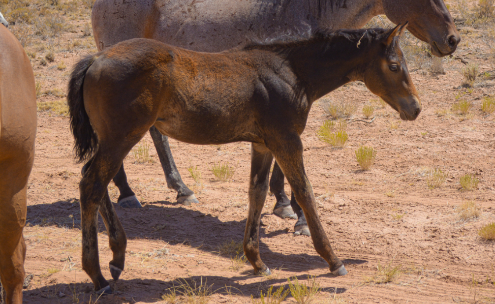 AQHA Brown Filly