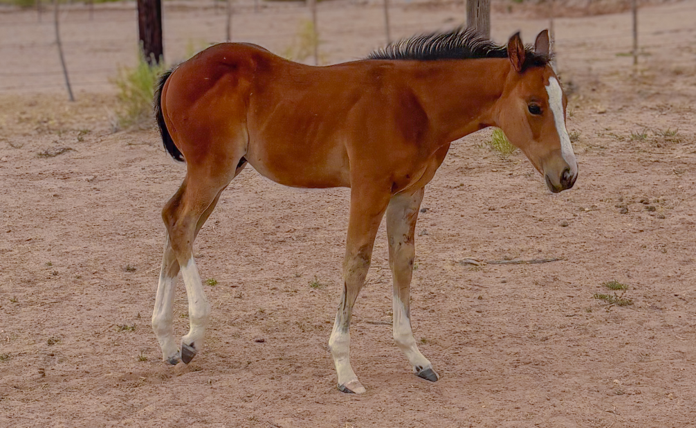 APHA Dun Colt