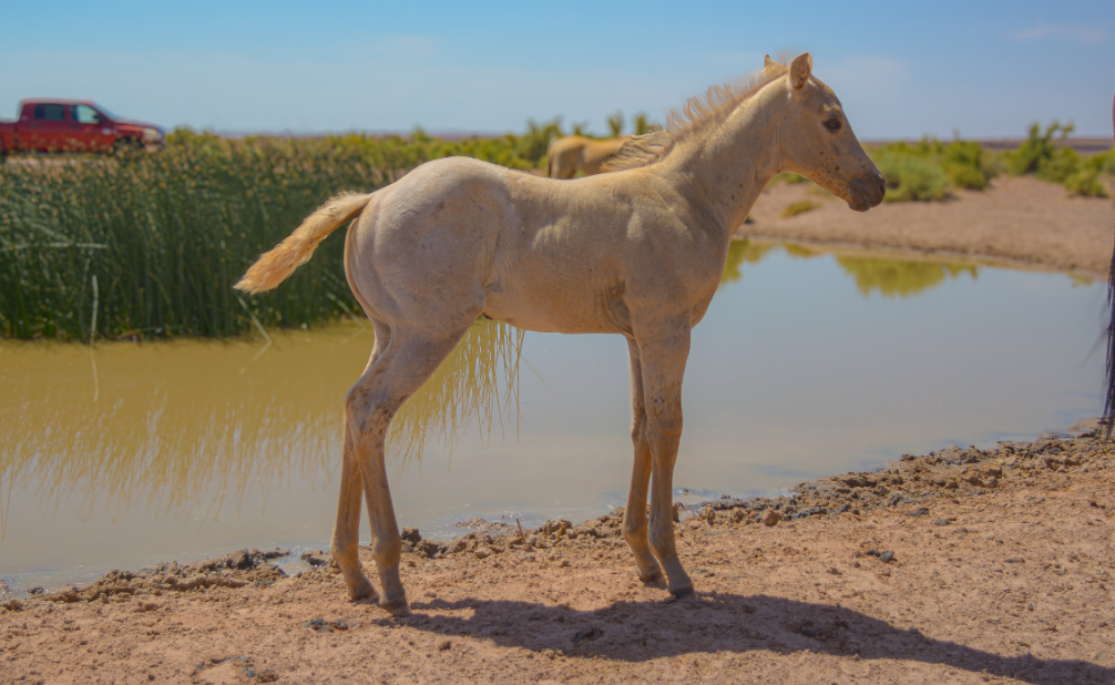AQHA Palomino Roan Filly