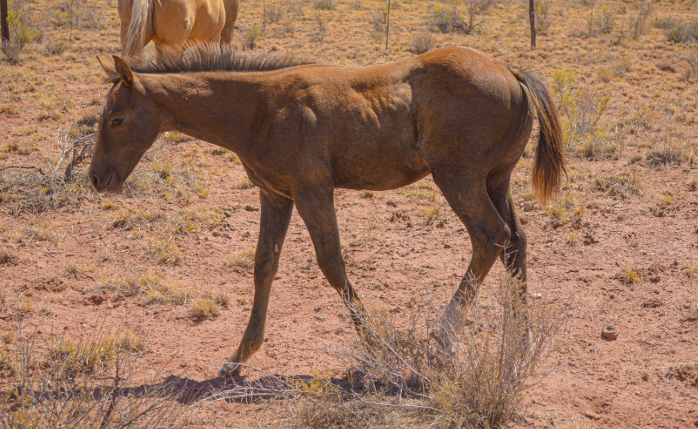 AQHA Gray Sorrel Filly 