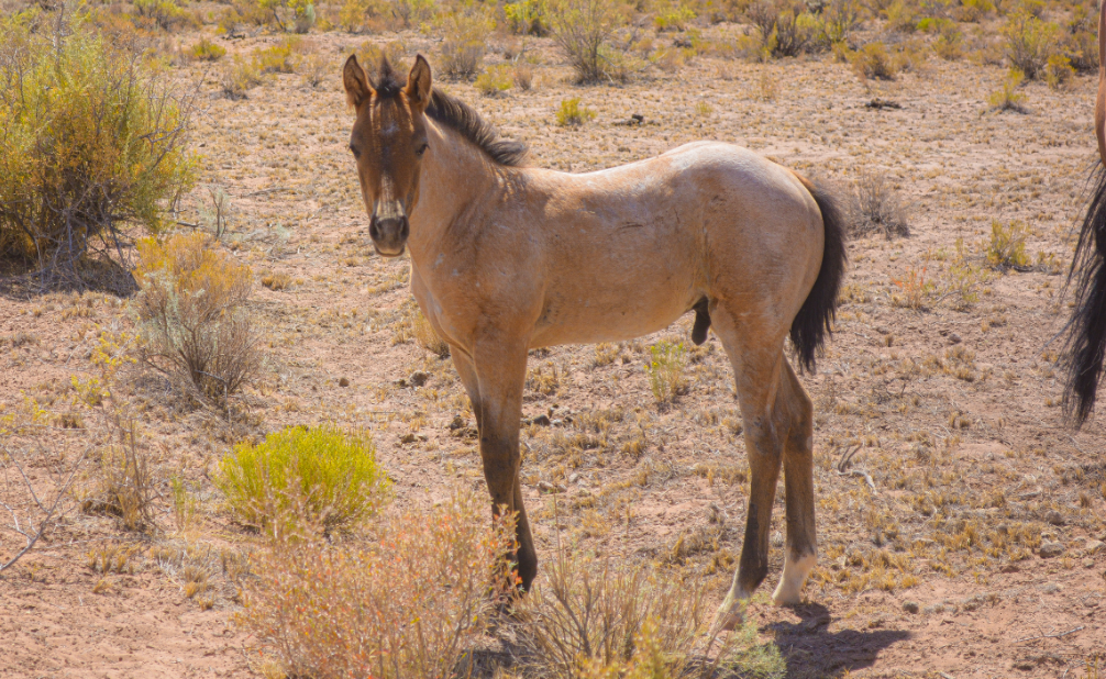 Dun Roan Part Draft Colt