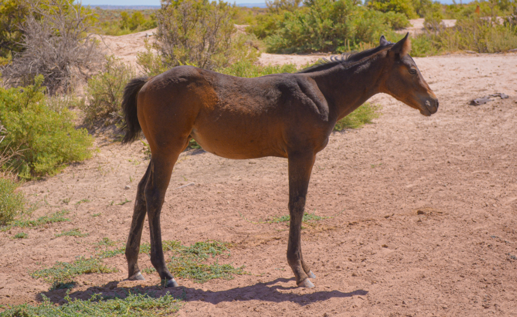 AQHA Bay Filly