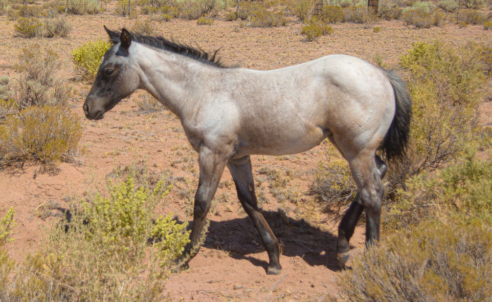 Blue Roan Part Draft Filly