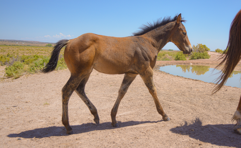AQHA Dun Colt