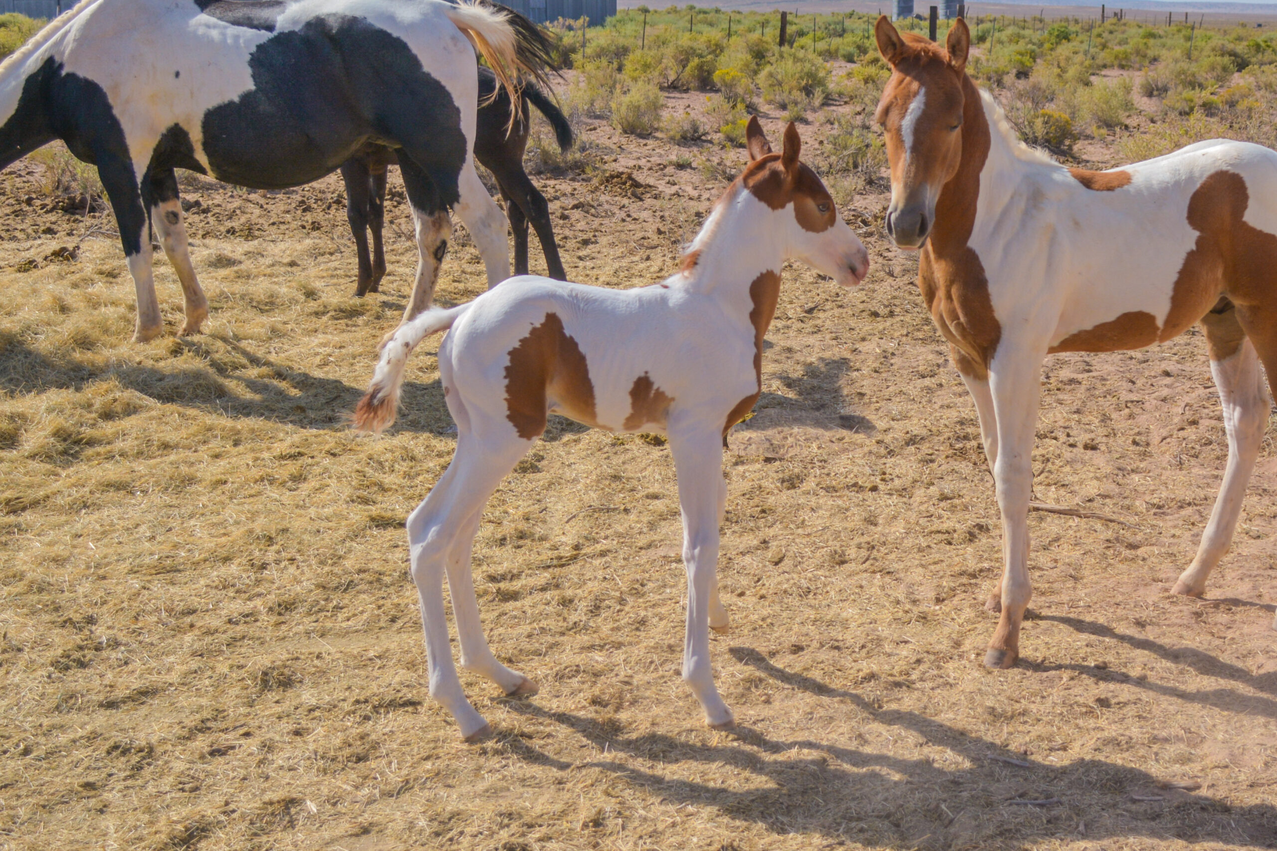 APHA Sorrel Tobiano Colt