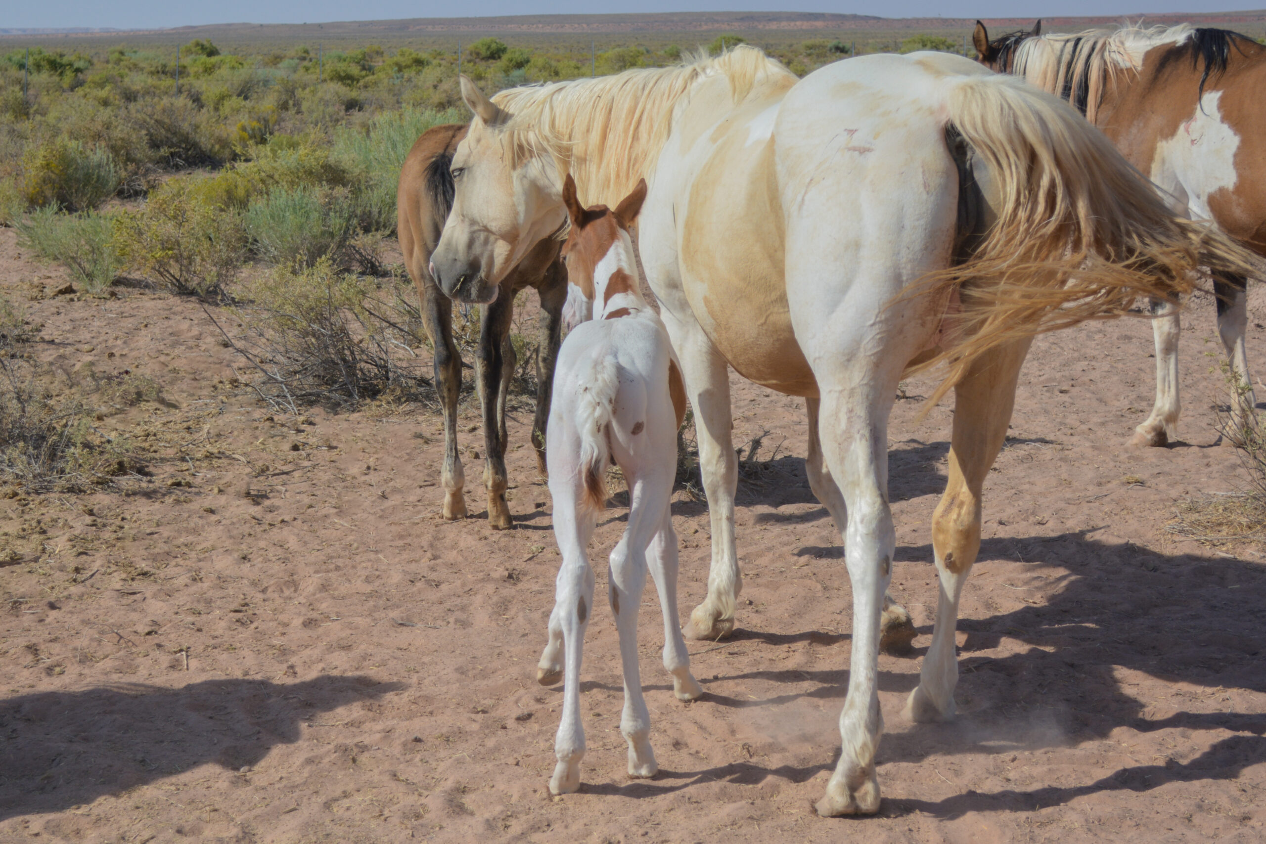 APHA Sorrel Tobiano Colt