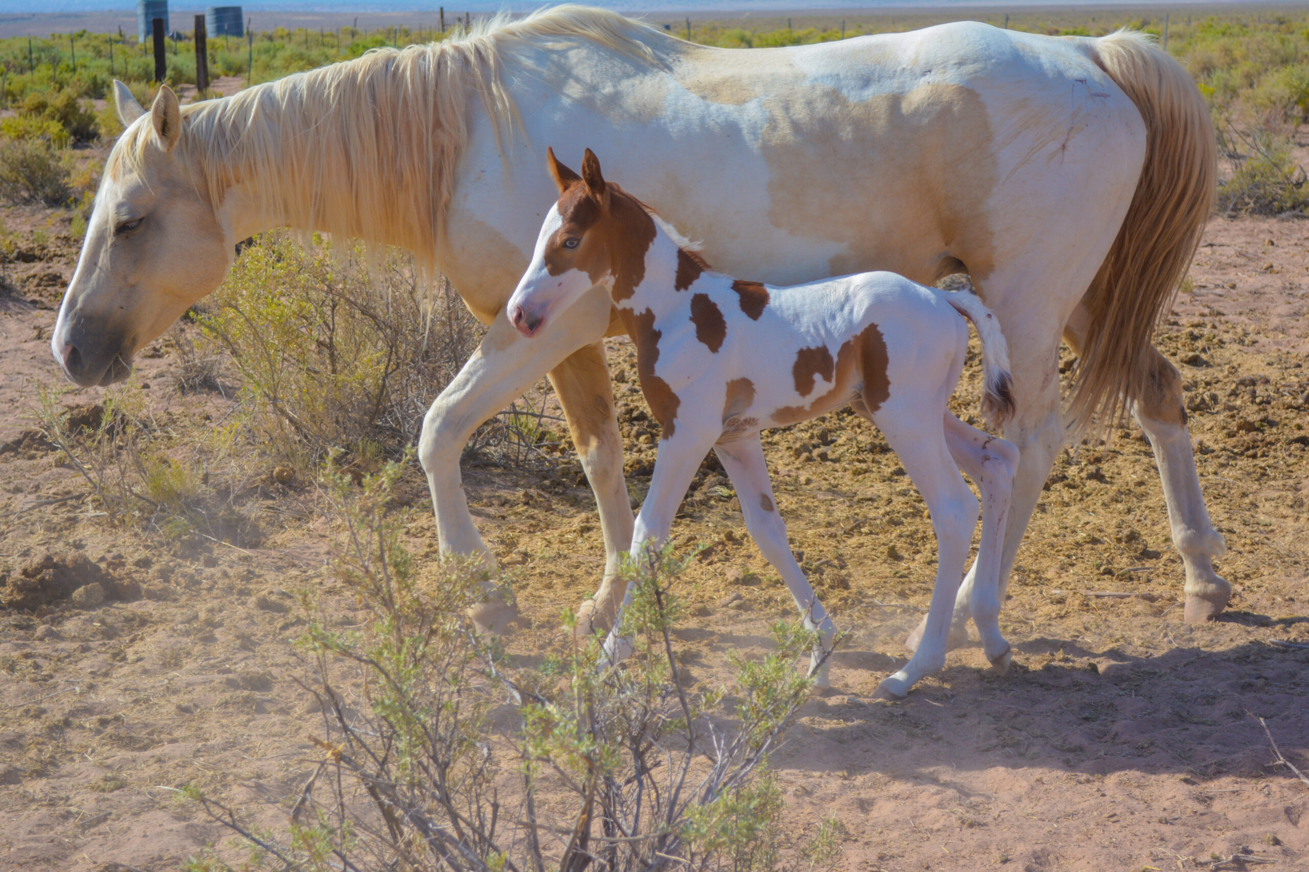APHA Sorrel Tobiano Colt