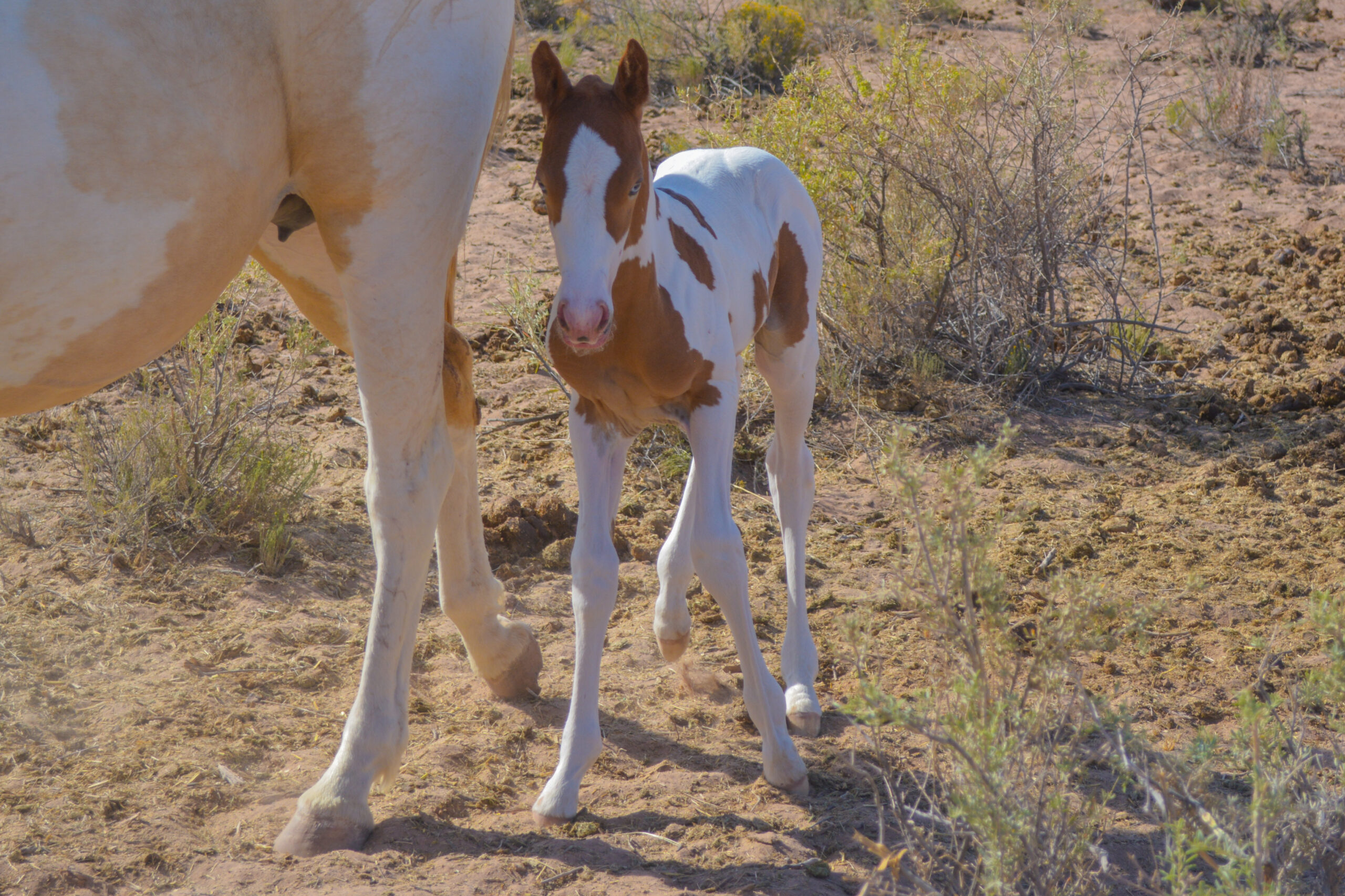 APHA Sorrel Tobiano Colt