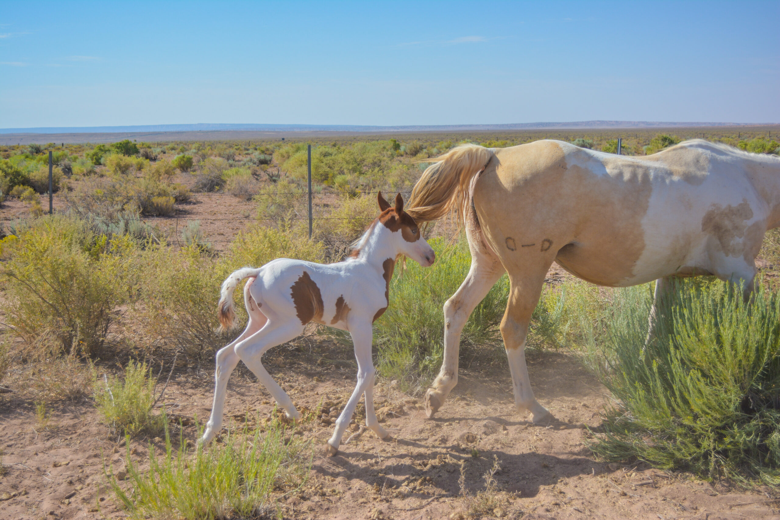 APHA Sorrel Tobiano Colt