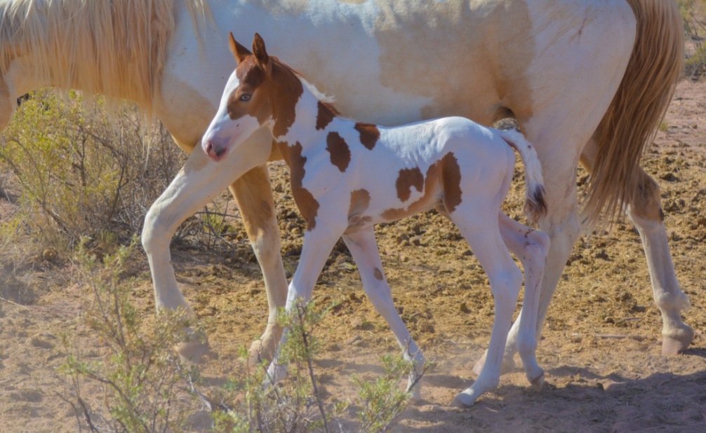 APHA Sorrel Tobiano Colt