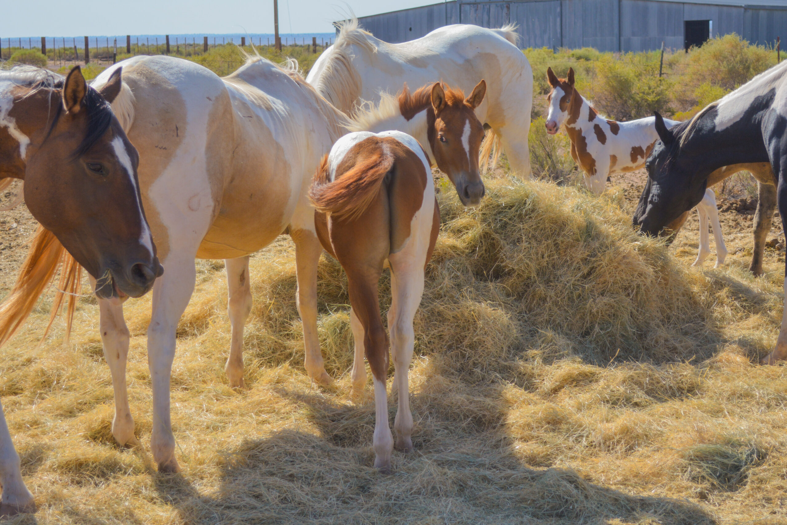 APHA Sorrel Tobiano Colt