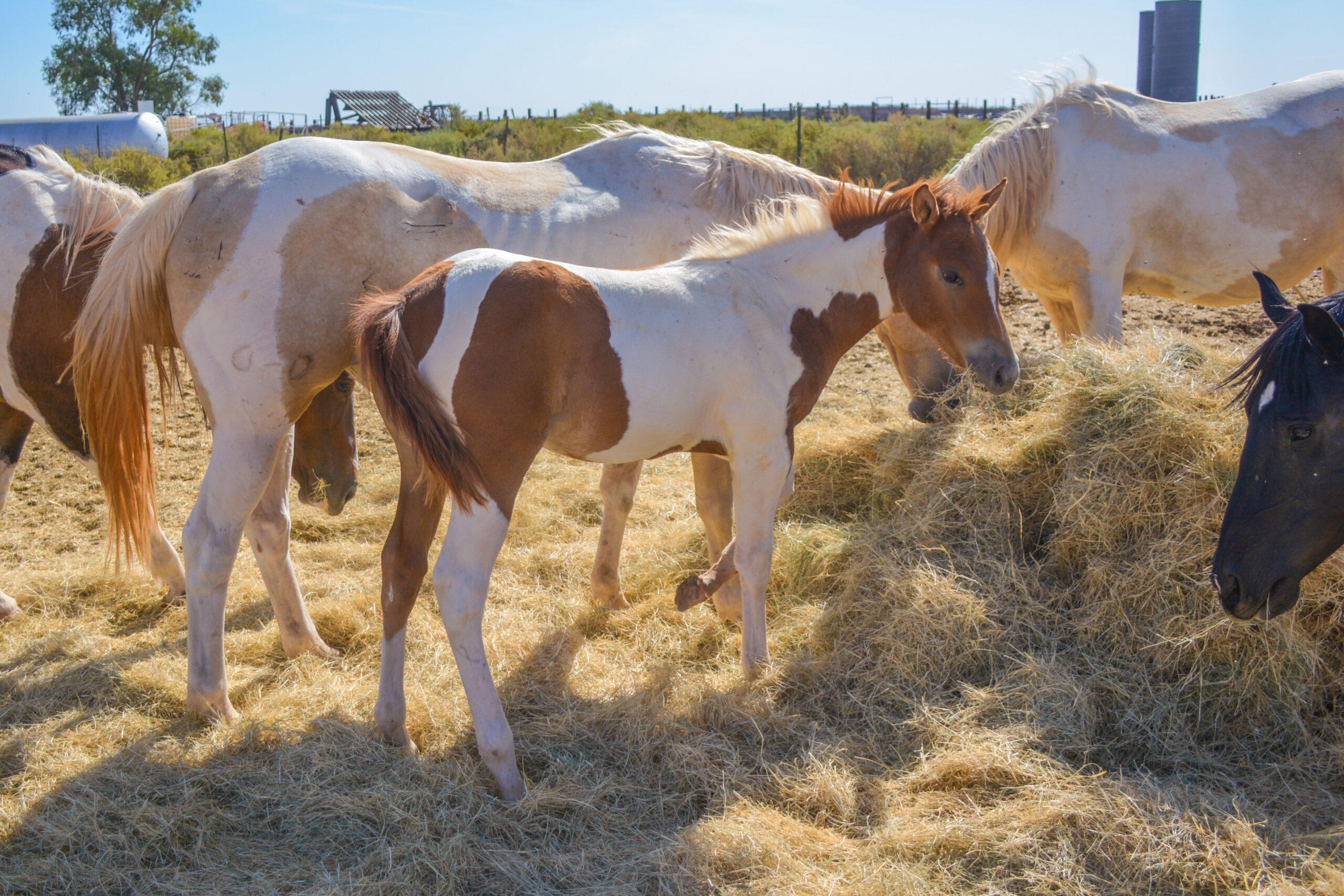 APHA Sorrel Tobiano Colt