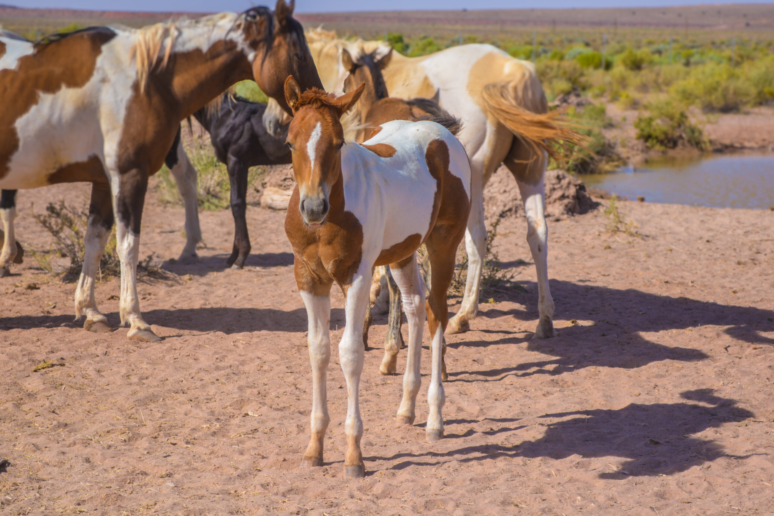 APHA Sorrel Tobiano Colt