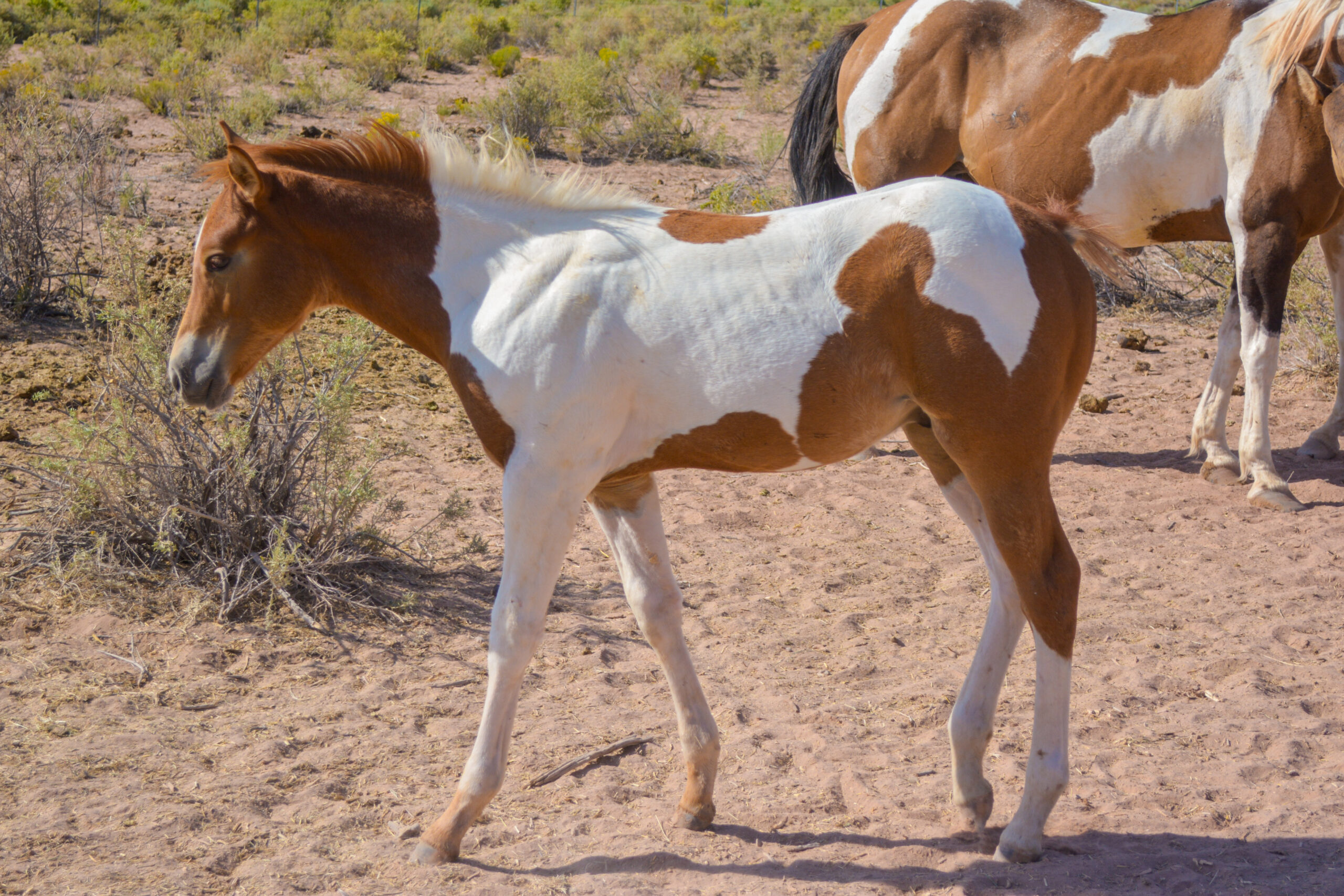 APHA Sorrel Tobiano Colt