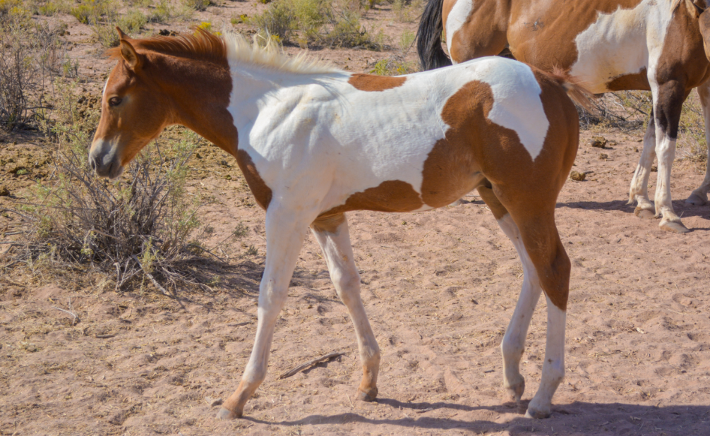 APHA Sorrel Tobiano Colt