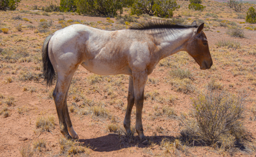 AQHA Bay Roan Filly